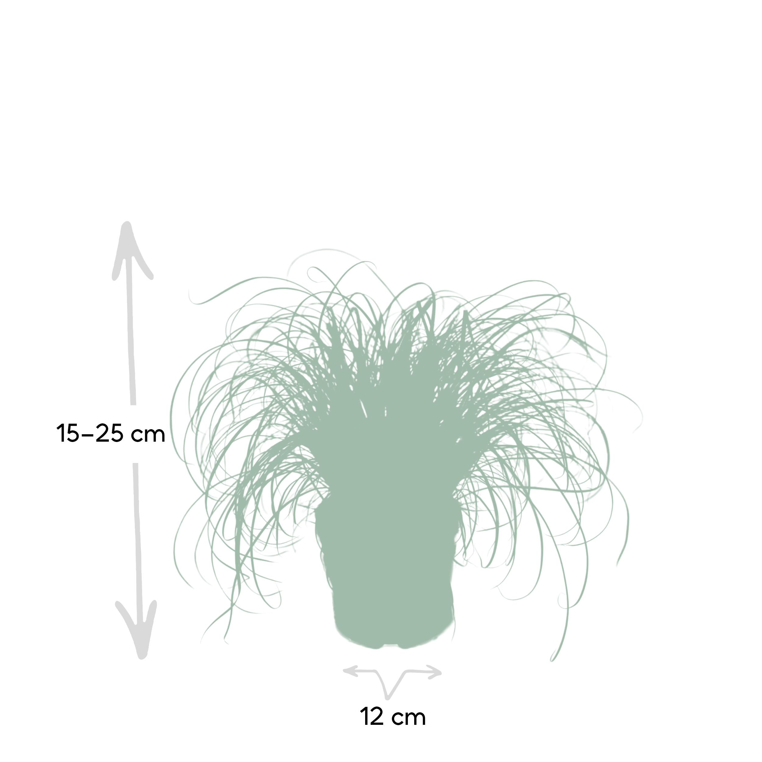 Cyperus Alternifolius - Kattengras (8720634284325)