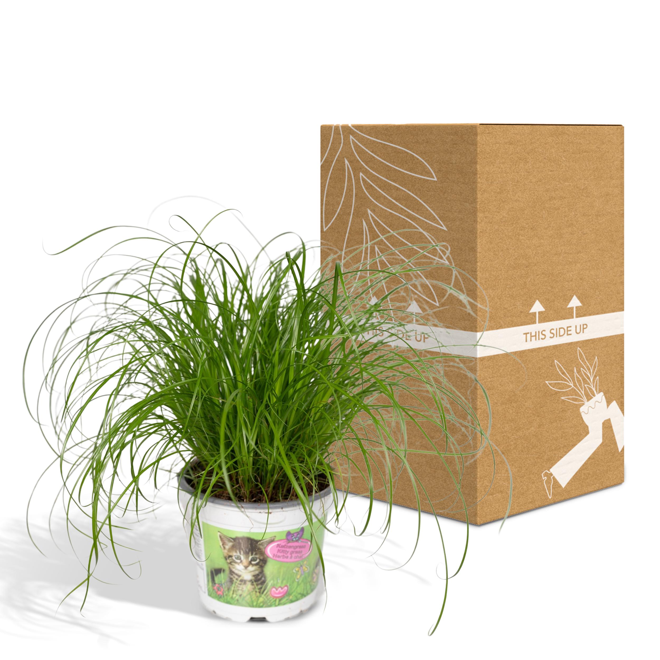 Cyperus Alternifolius - Kattengras (8720634284325)