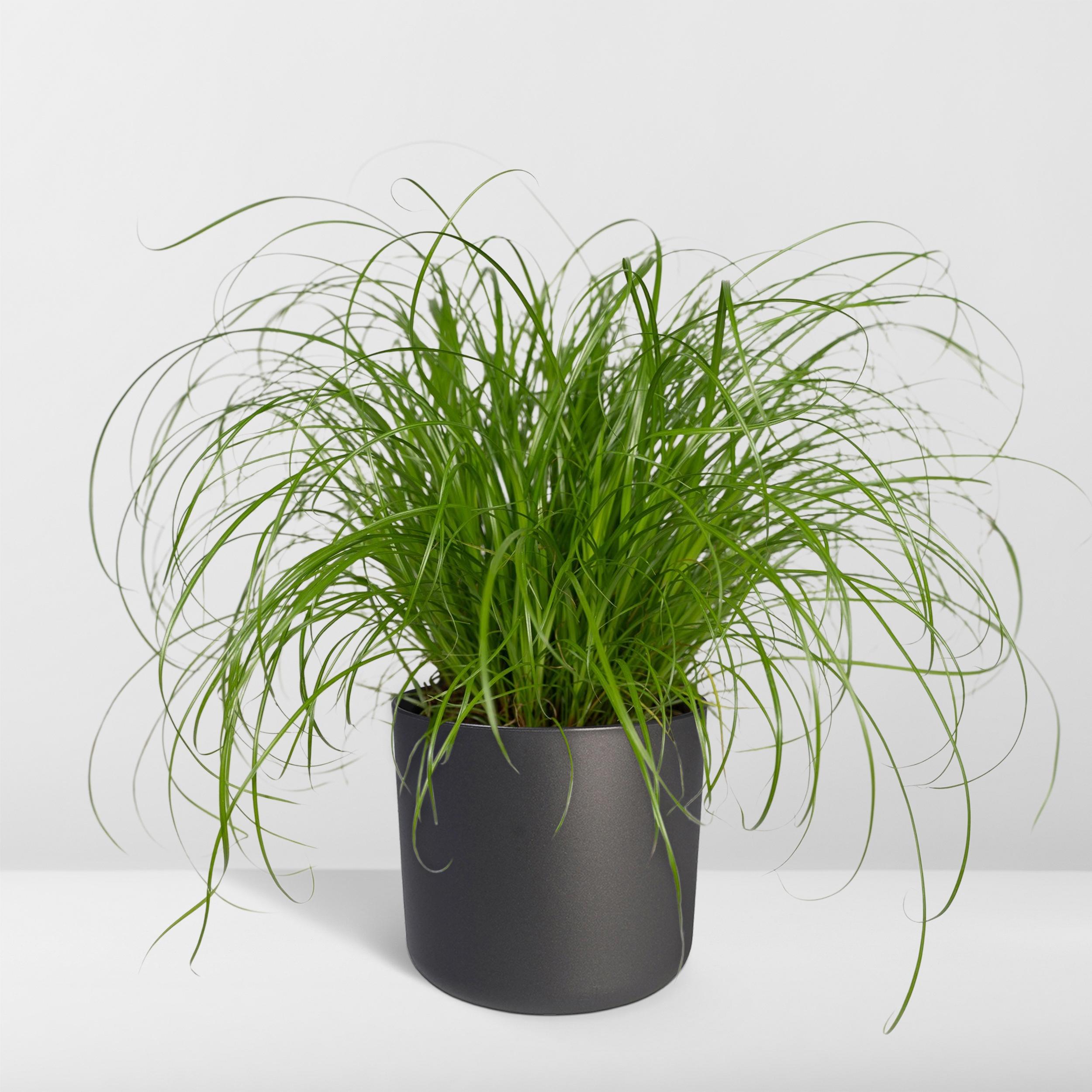 Cyperus Alternifolius - Kattengras (8720634284325)