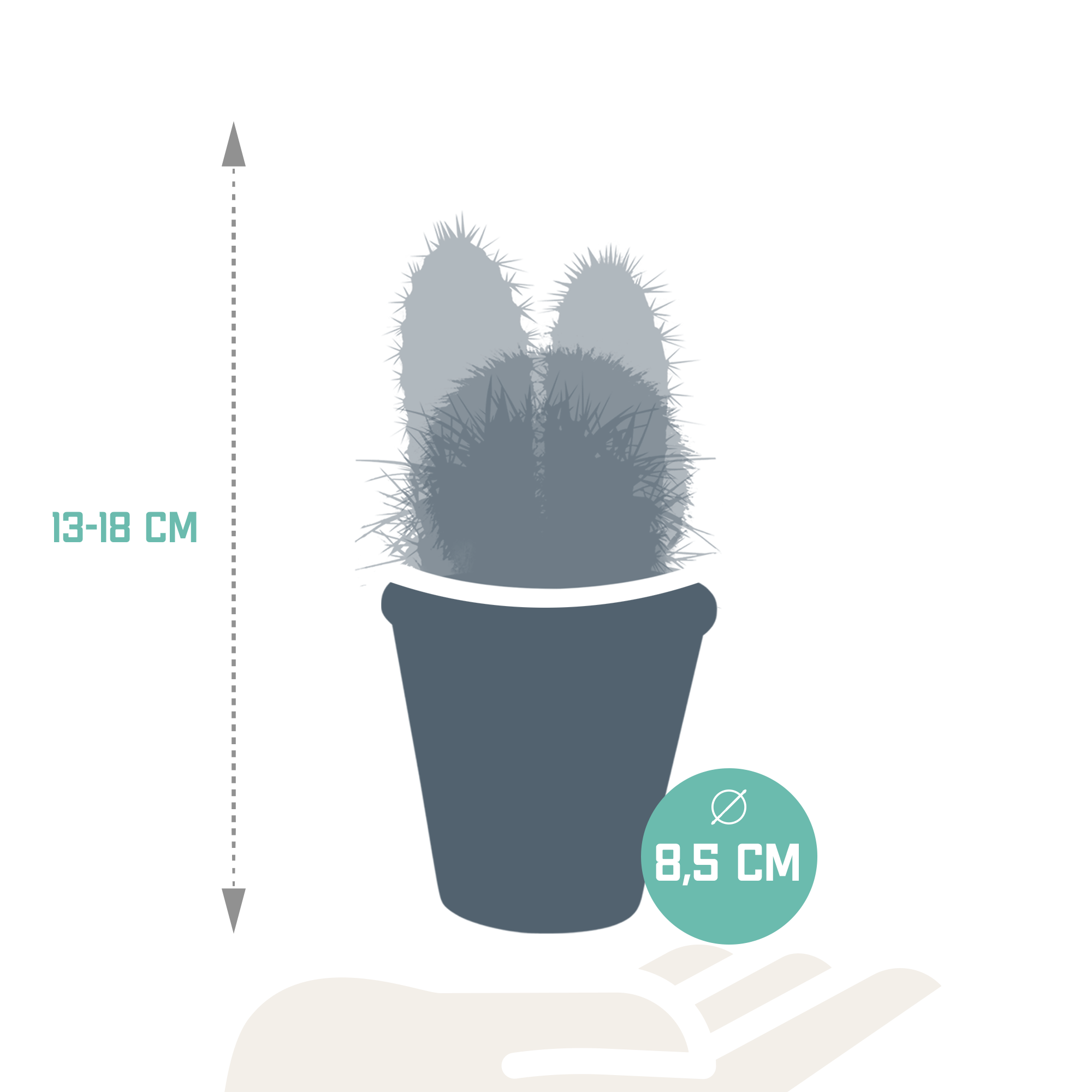 House of cactus Cactus mix 8.5 cm - 3x - in terracotta pot (8720387961191)