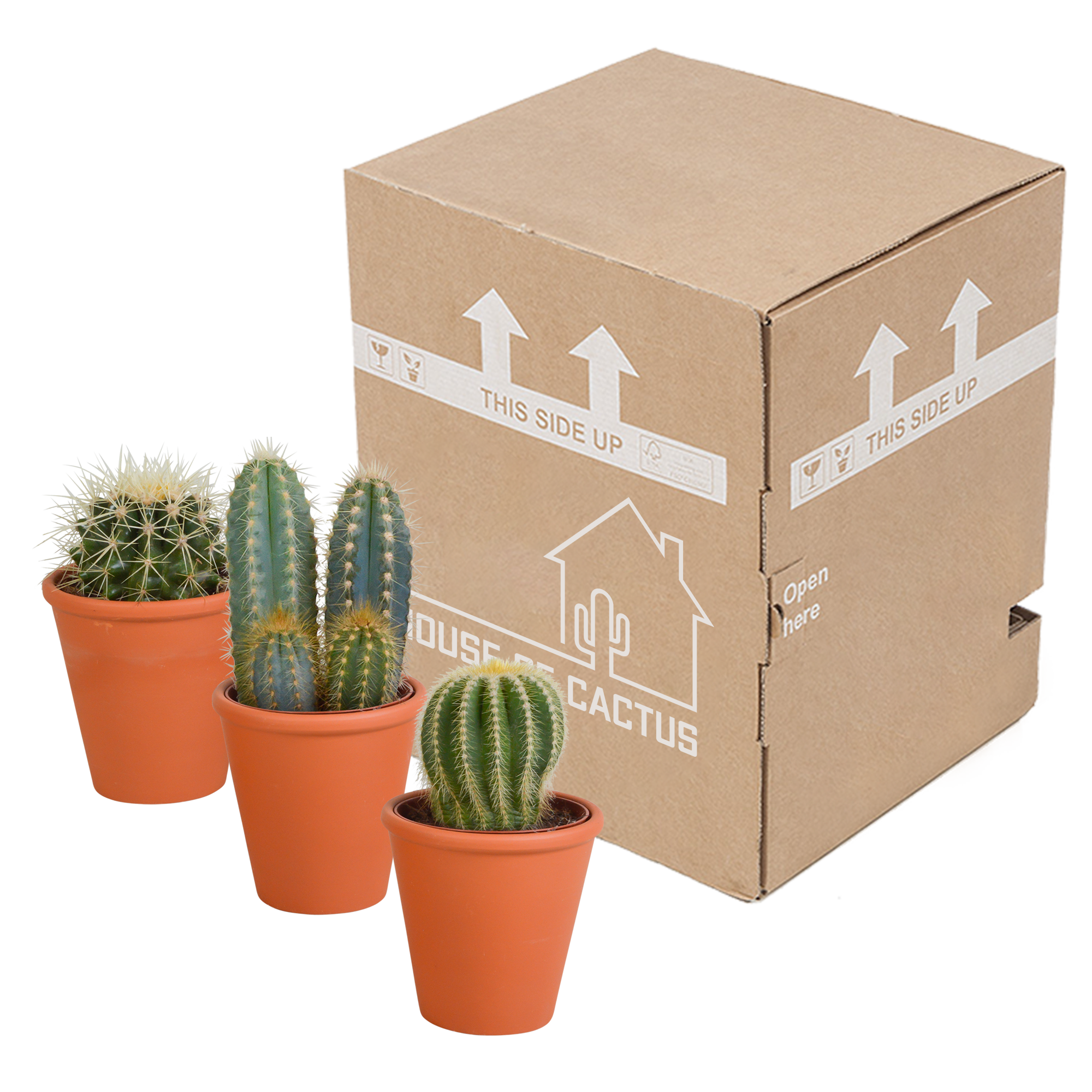 House of cactus Cactus mix 8.5 cm - 3x - in terracotta pot (8720387961191)
