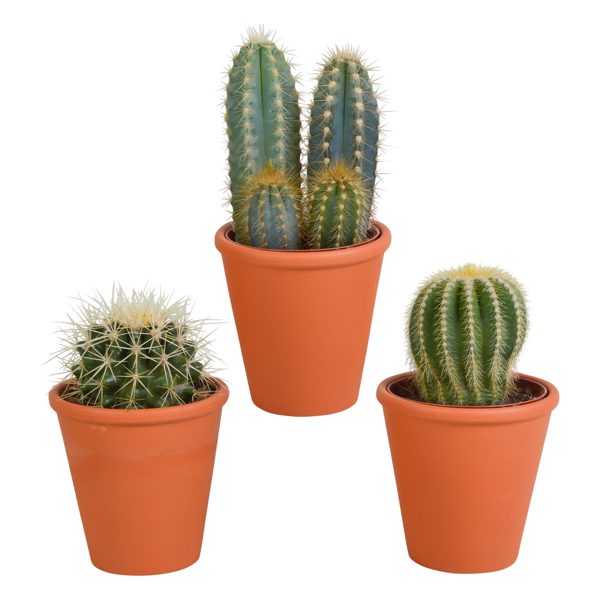 House of cactus Cactus mix 8.5 cm - 3x - in terracotta pot (8720387961191)