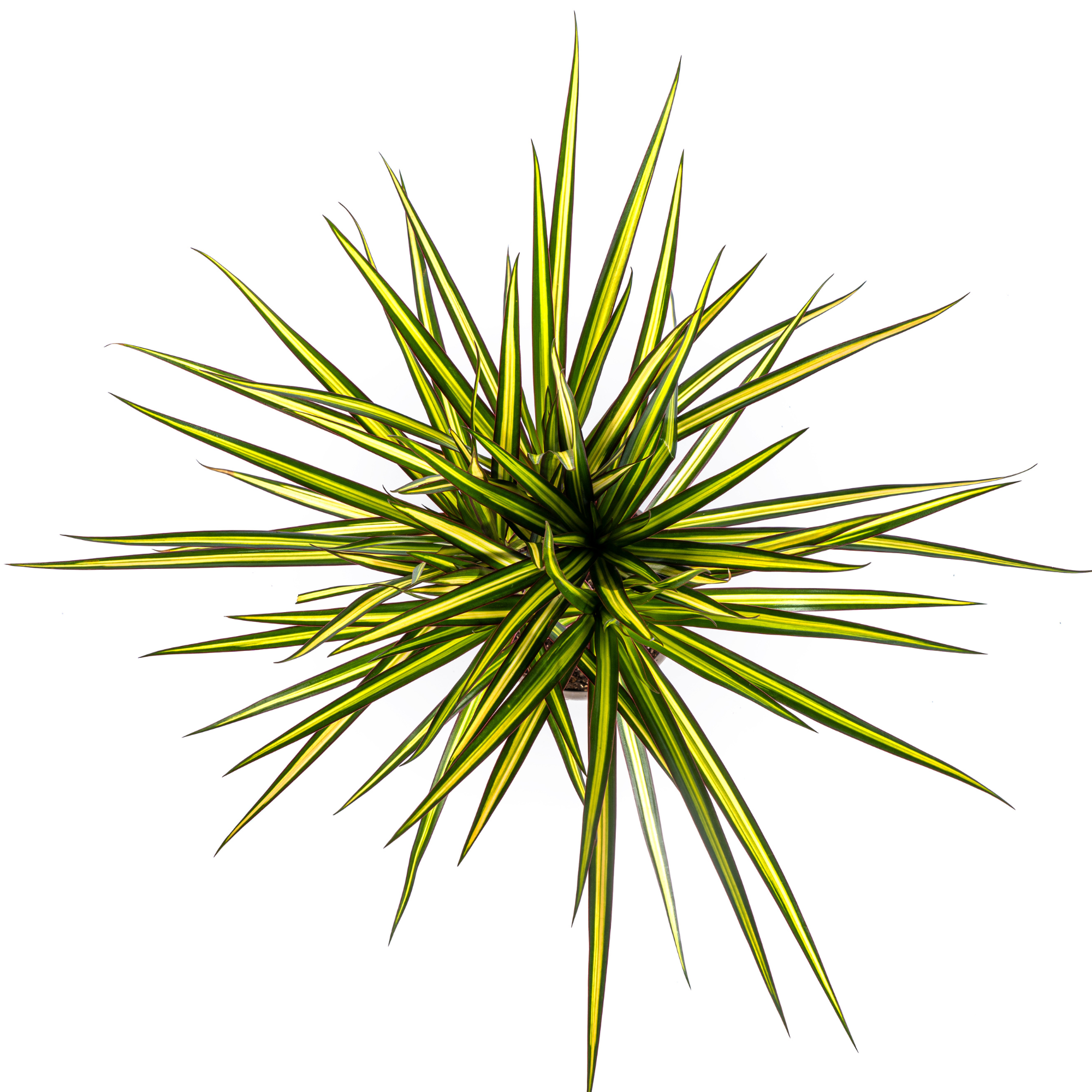 Dracaena Marginata Sunray Ø17cm - ↕60 (4250308314743)