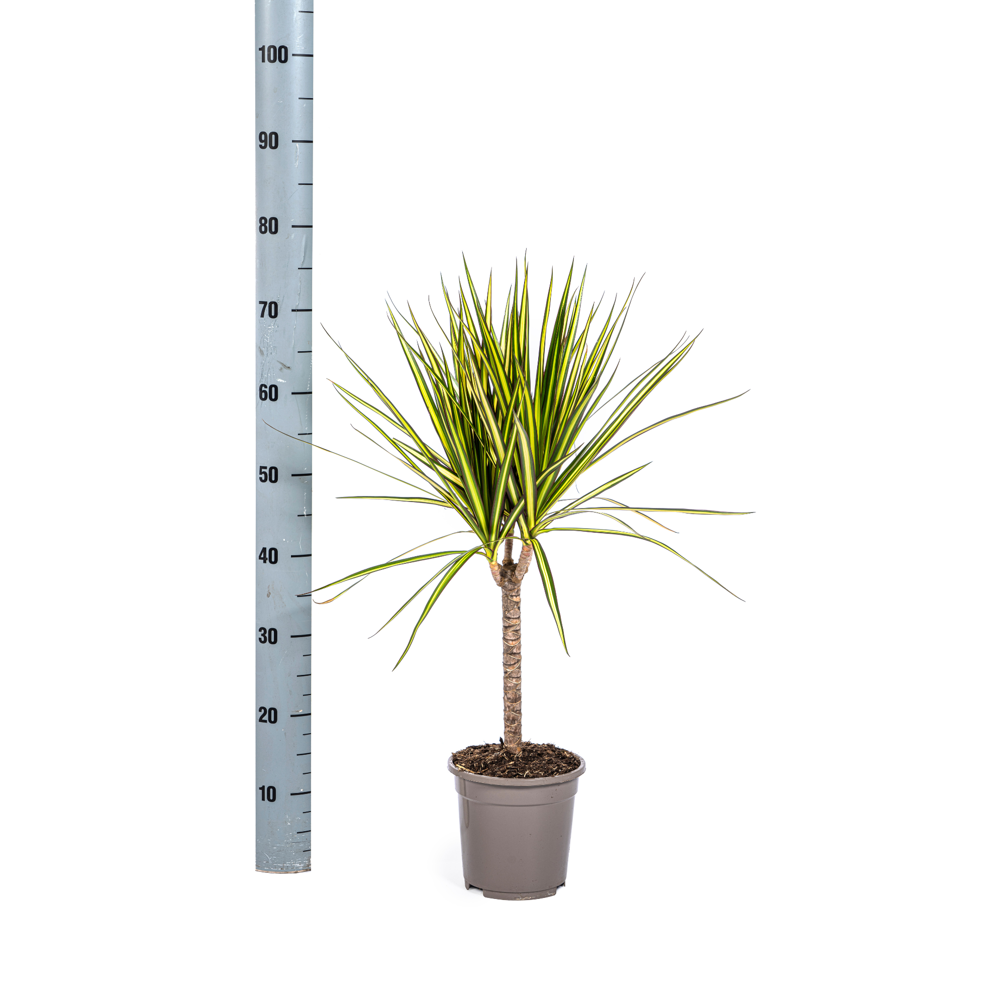Dracaena Marginata Sunray Ø17cm - ↕60 (4250308314743)