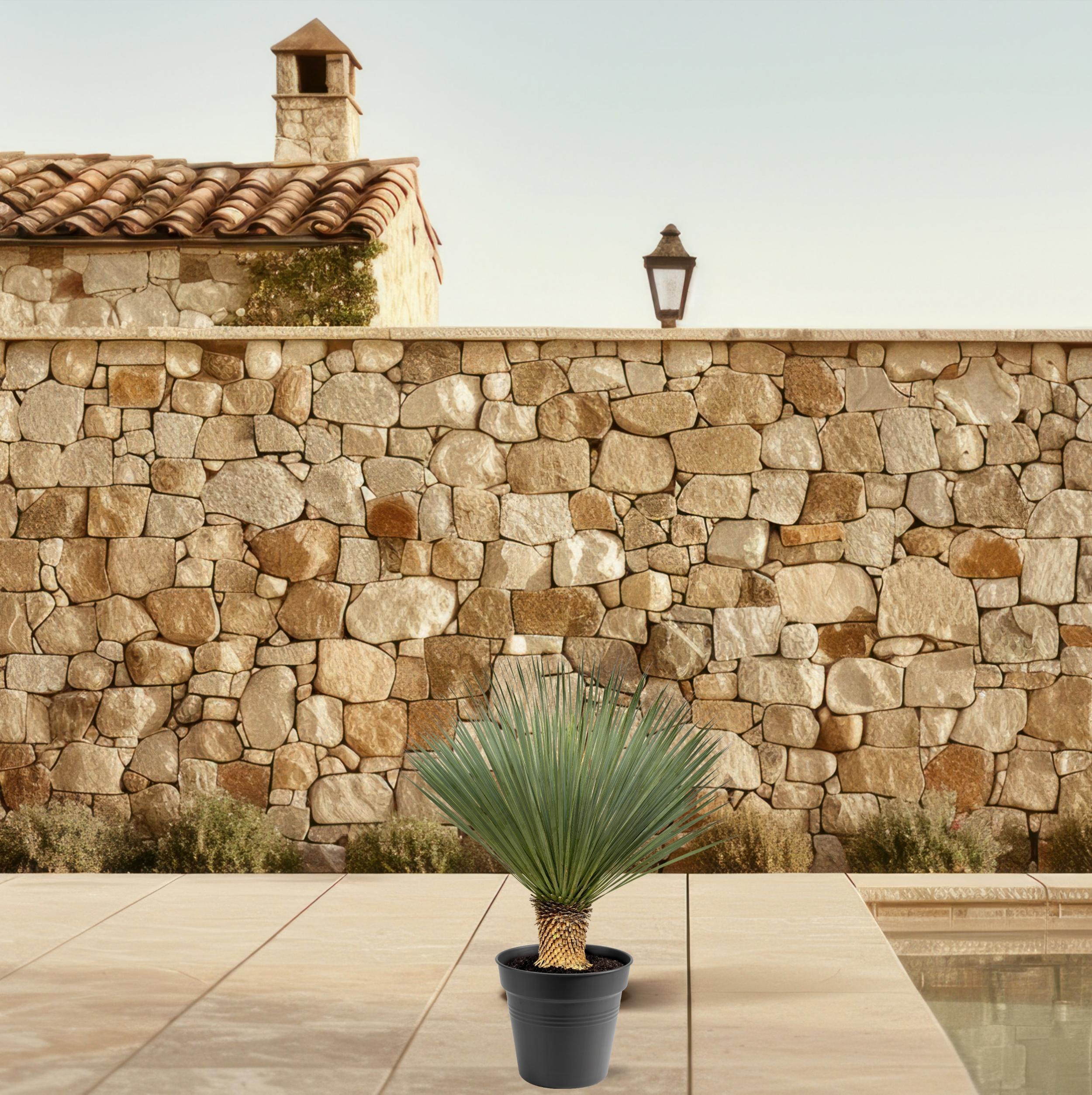 Yucca Rostrata - 80 - 100cm- Ø38 (8721055693123)
