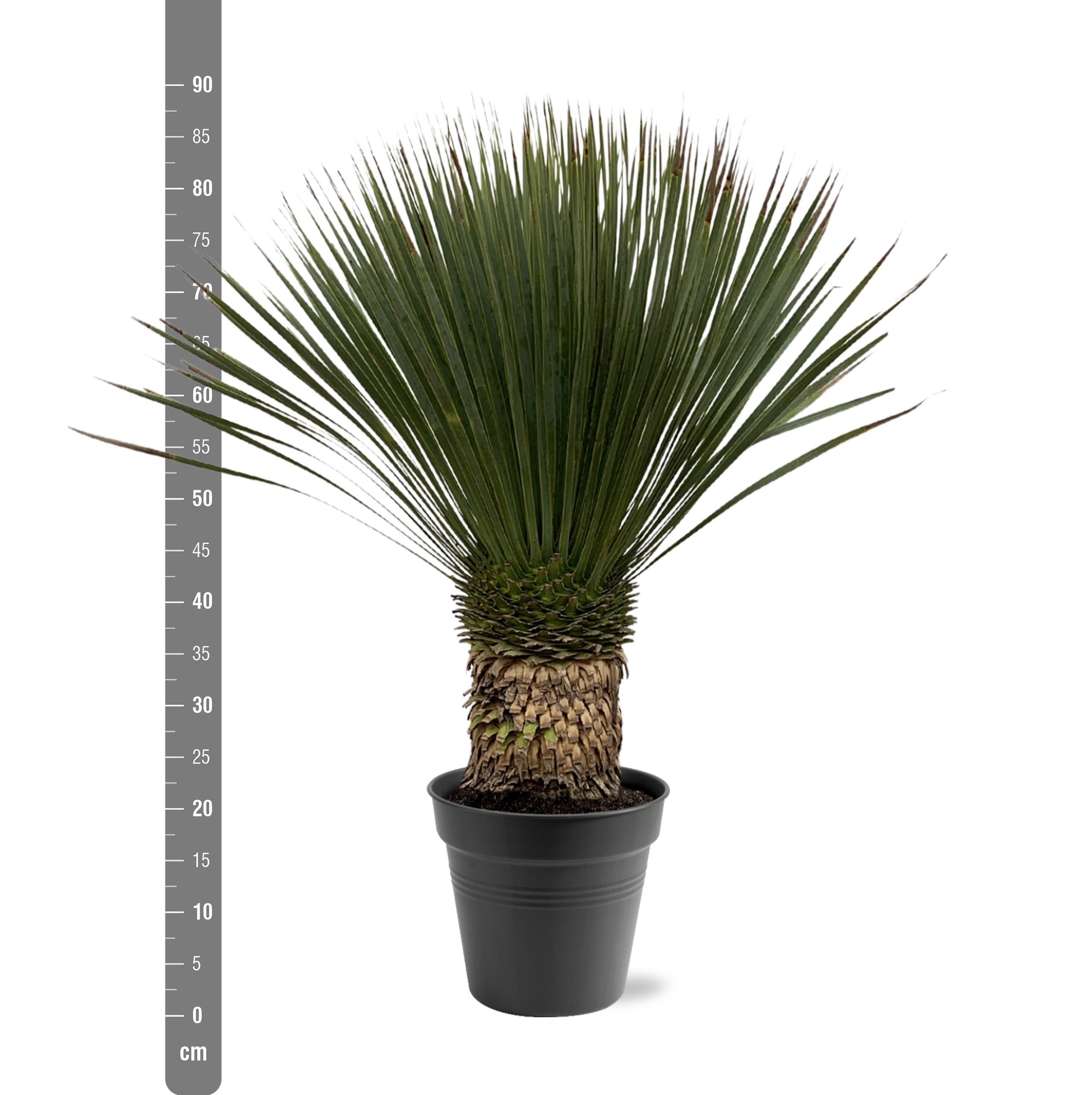 Yucca Rostrata - 80 - 100cm- Ø38 (8721055693123)
