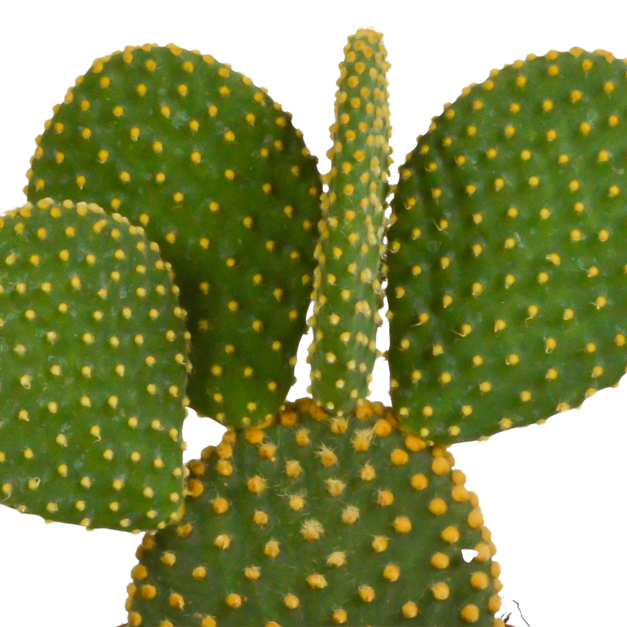 House of cactus Cactus mix 10.5 cm - 3x - zonder pot (8720387961375)