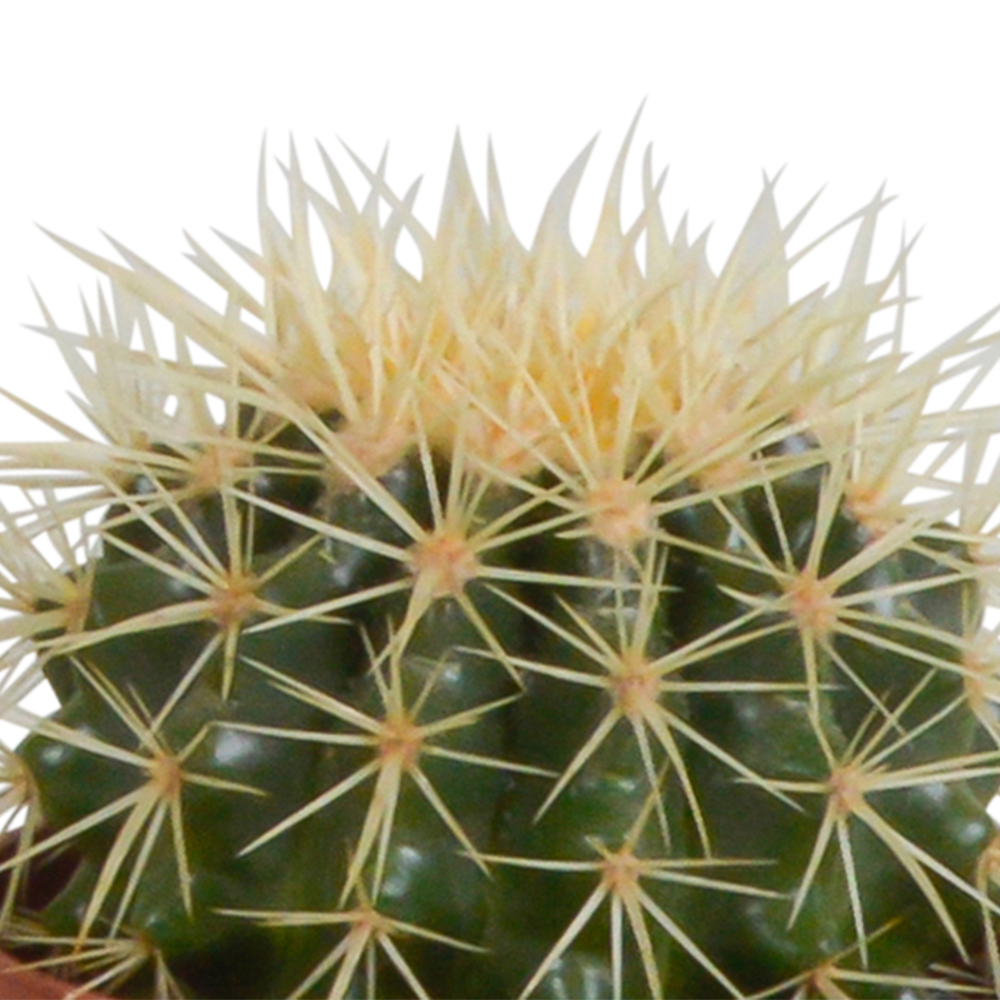 House of cactus Cactus mix 10.5 cm - 3x - in witte pot (8720618070197)