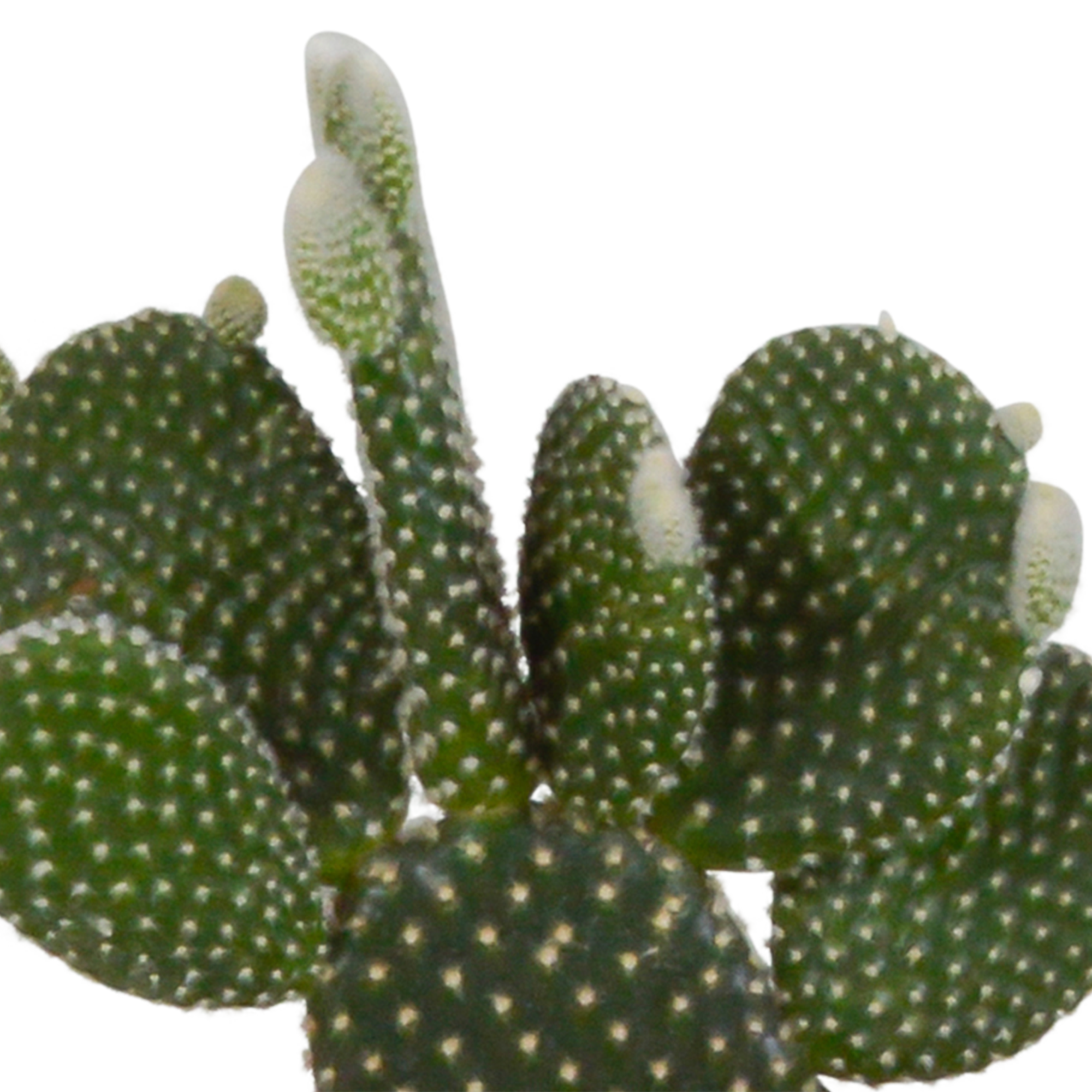 House of cactus Cactus mix 10.5 cm - 3x - in witte pot (8720618070197)
