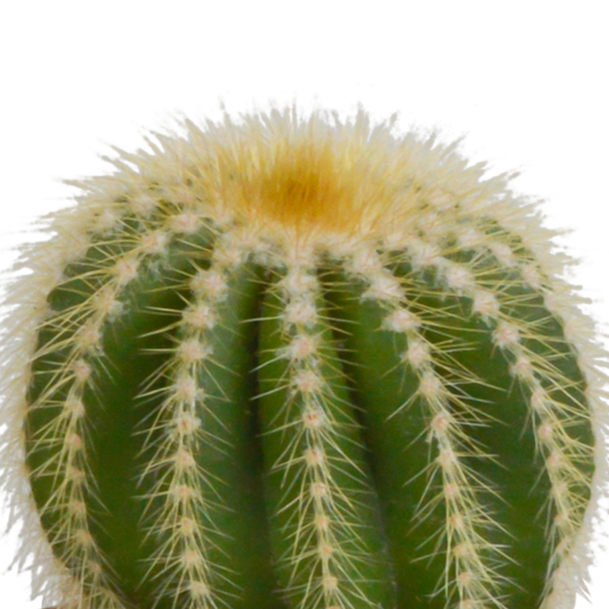 House of cactus Cactus mix 8.5 cm - 3x - in Mexicaanse pot (8720387961207)