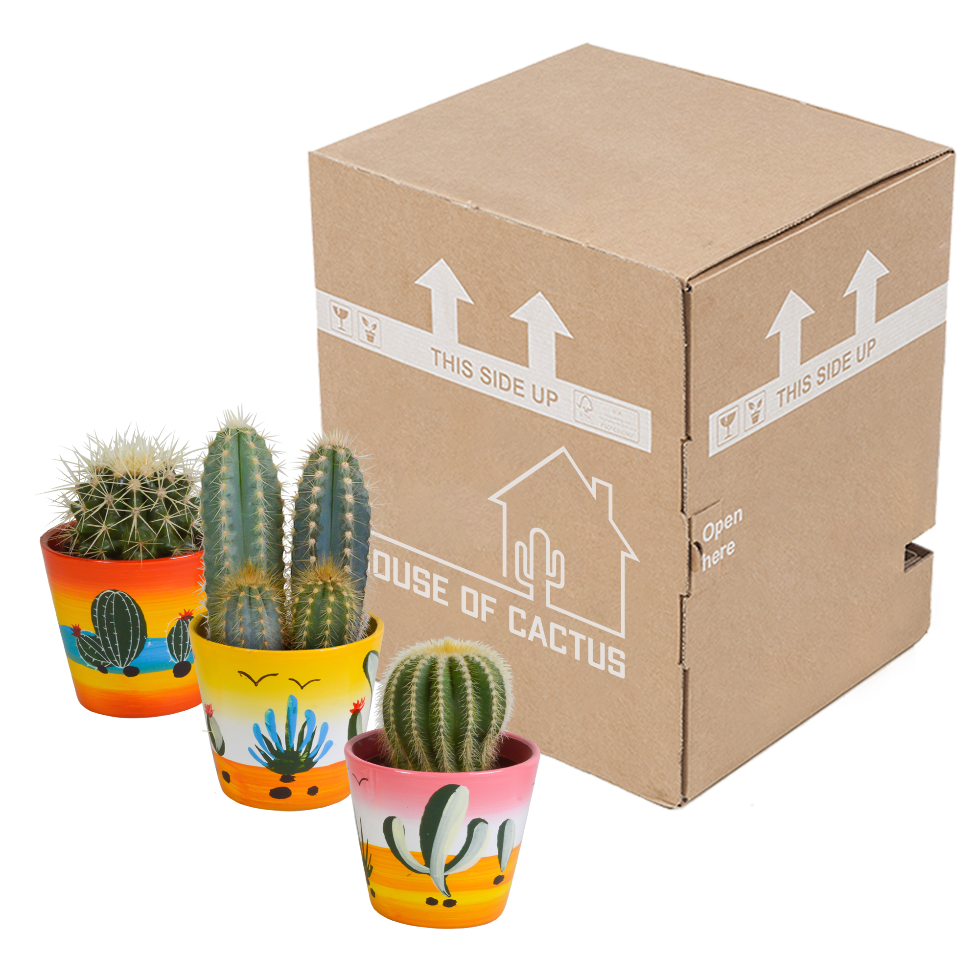 House of cactus Cactus mix 8.5 cm - 3x - in Mexicaanse pot (8720387961207)