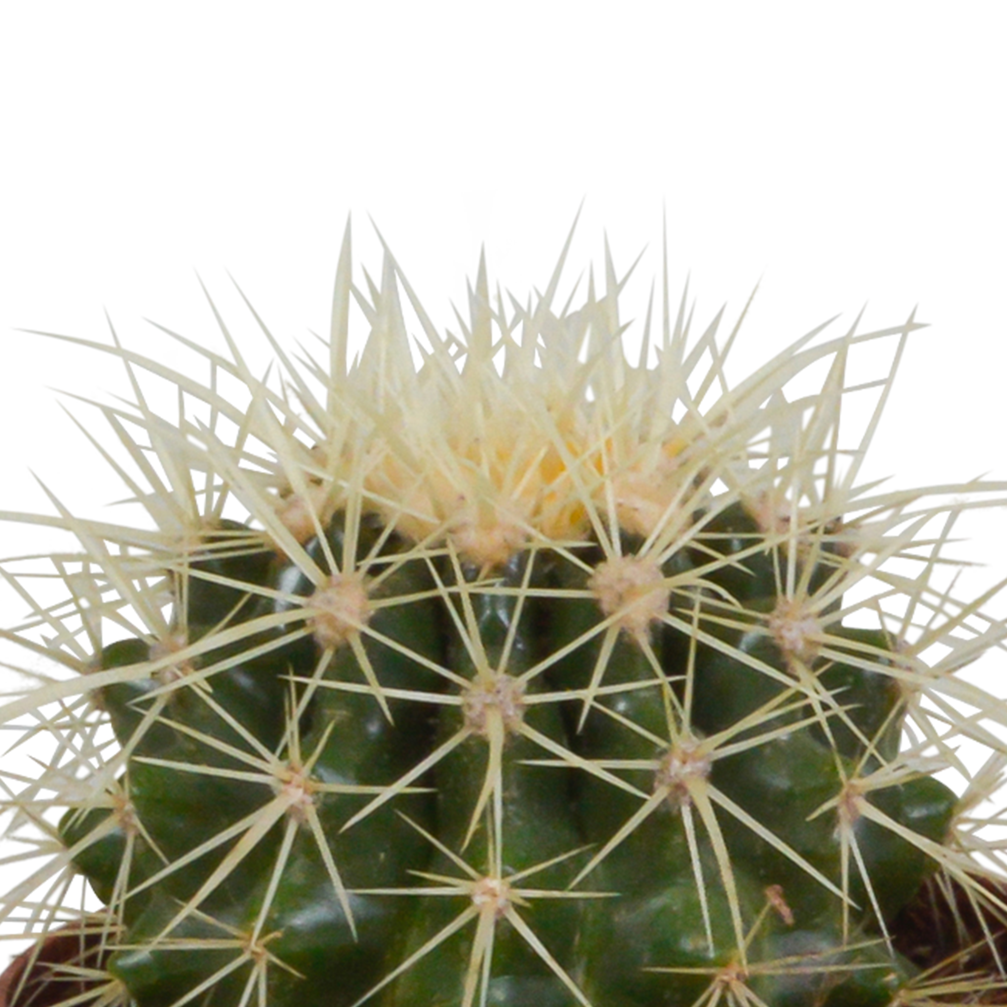 House of cactus Cactus mix 8.5 cm - 3x - in Mexicaanse pot (8720387961207)