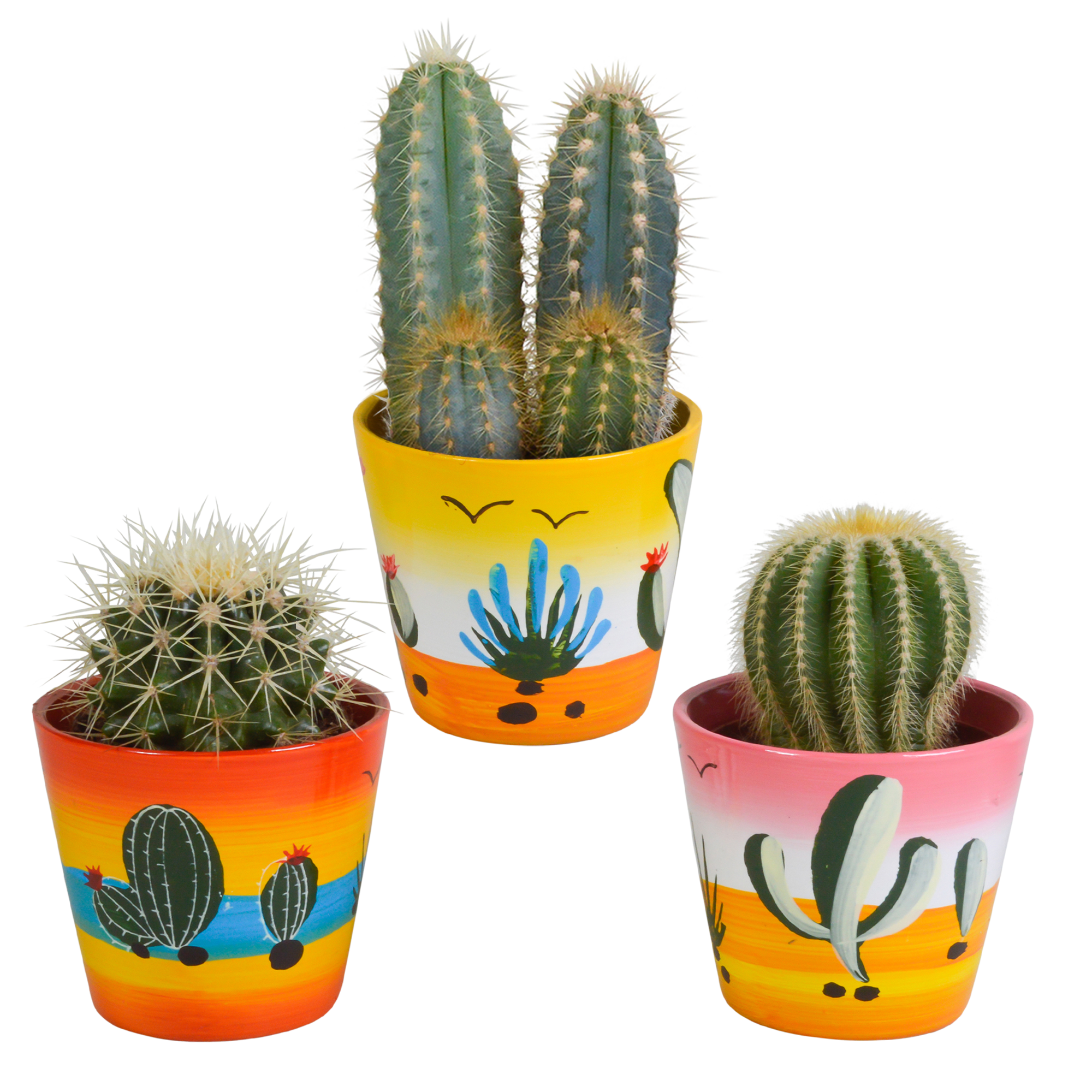 House of cactus Cactus mix 8.5 cm - 3x - in Mexicaanse pot (8720387961207)