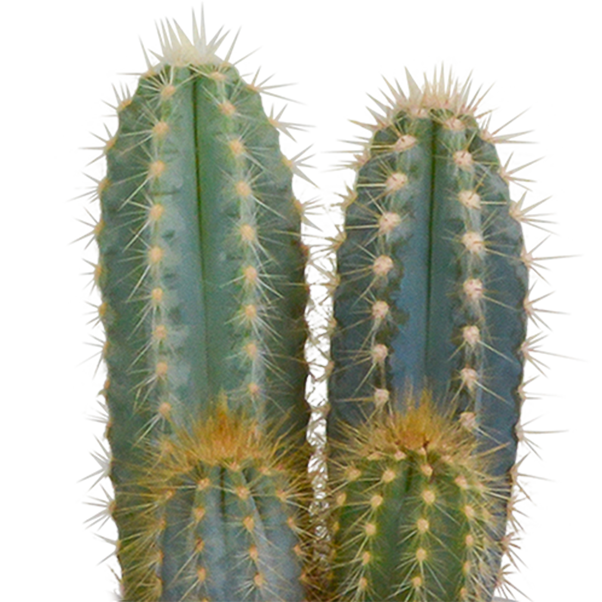 House of cactus Cactus mix 8.5 cm - 3x - in Mexicaanse pot (8720387961207)