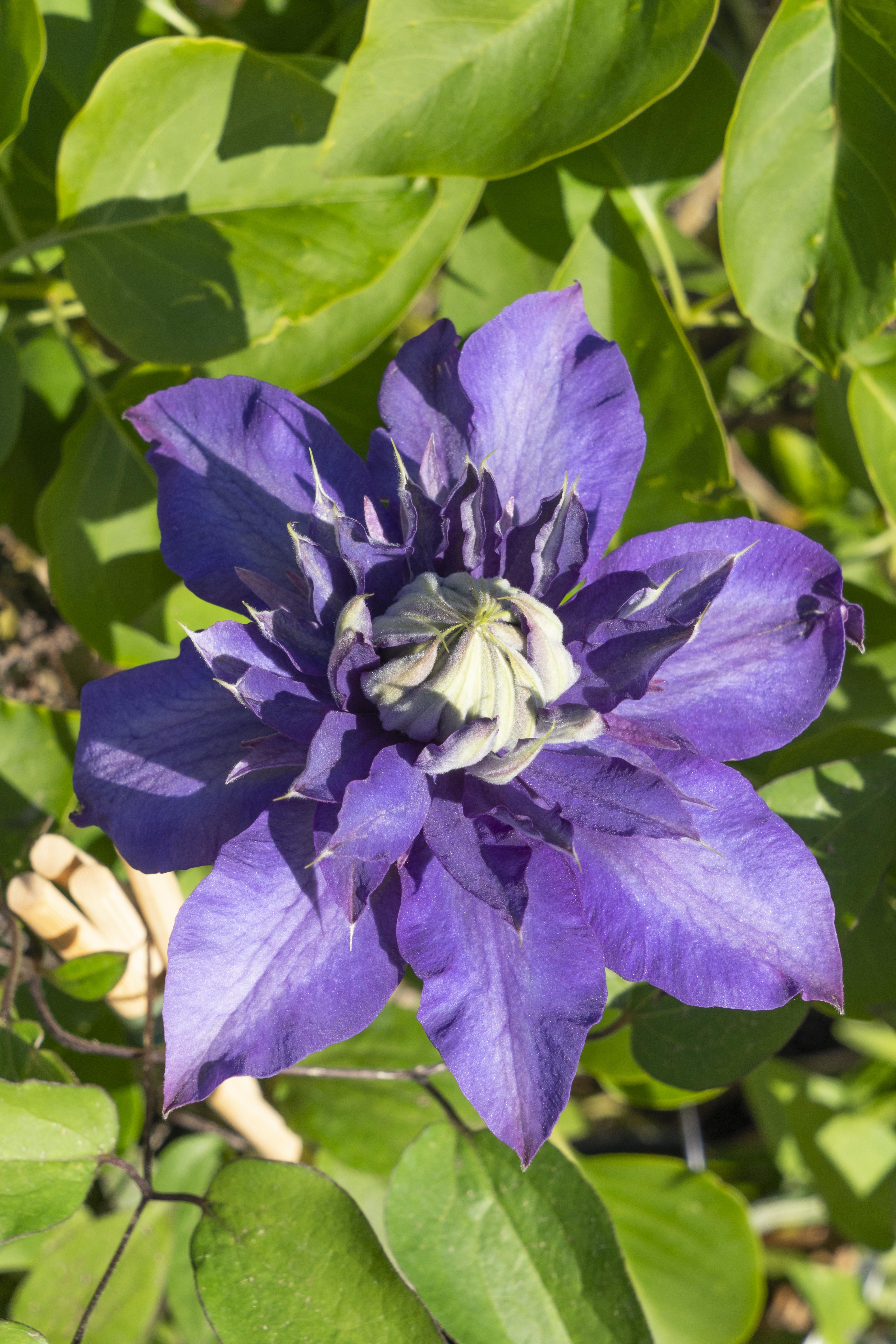 Hoogeveen Clematis Multi Blue - Clematis Blauw (8712044838663)