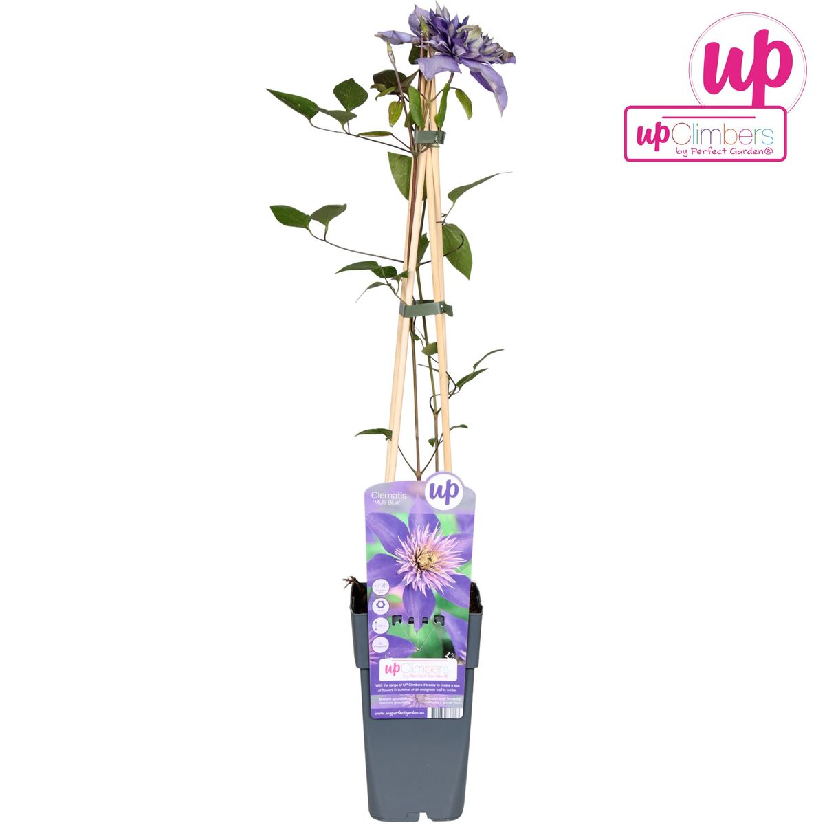 Hoogeveen Clematis Multi Blue - Clematis Blauw (8712044838663)