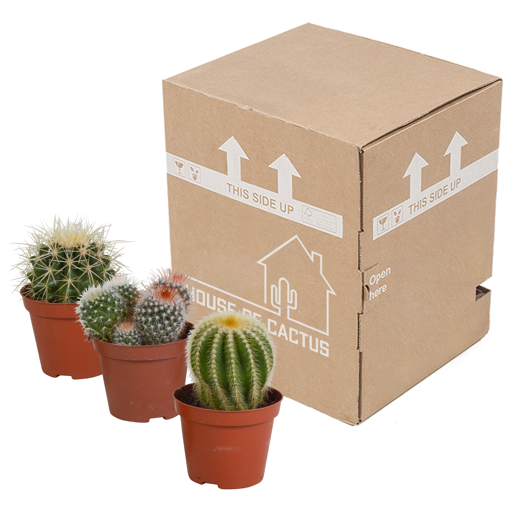 House of cactus Bolcactus mix 8,5 cm | 3 stuks - zonder pot (8720387961214)