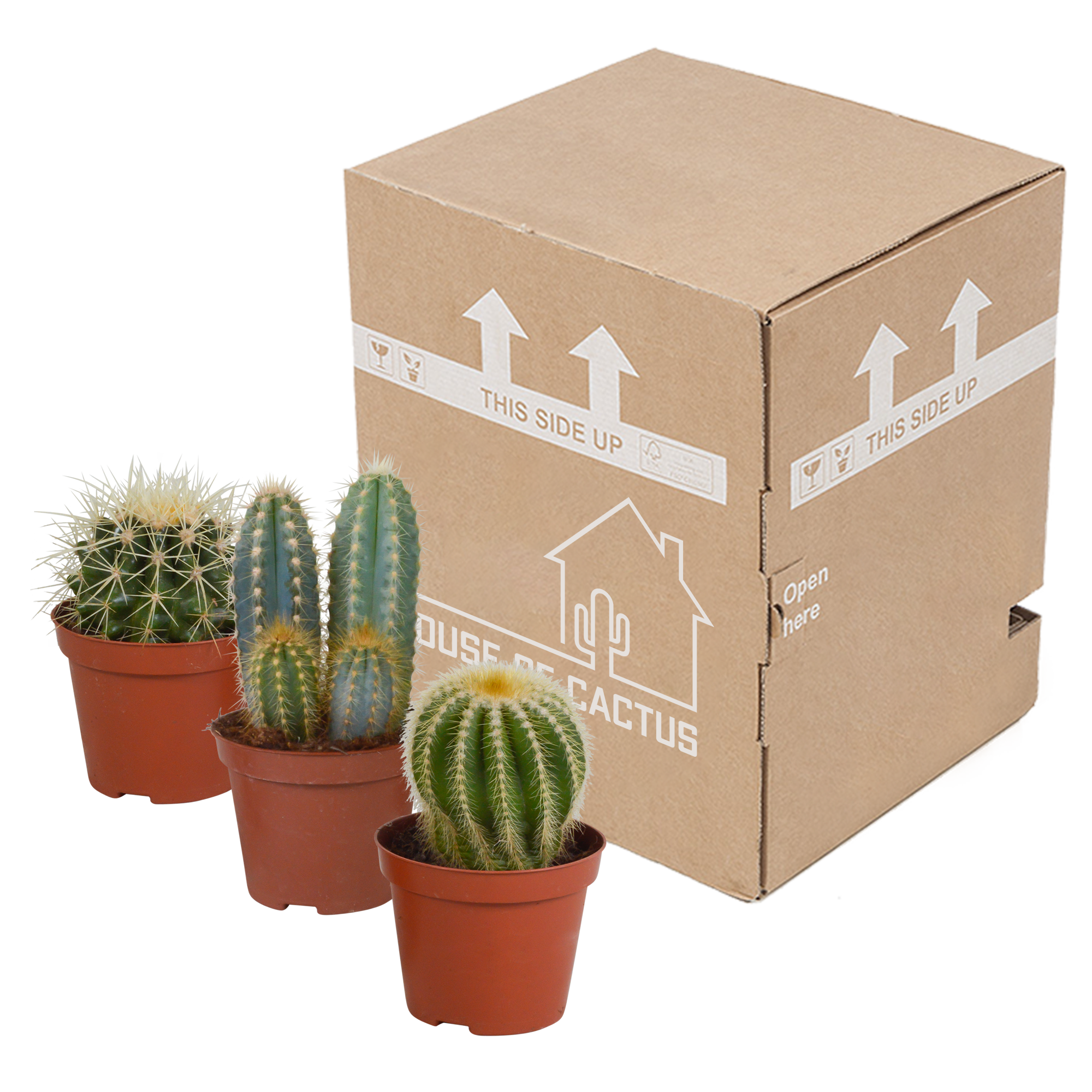 House of cactus Cactus mix 8.5 cm - 3x - zonder pot (8720387961177)