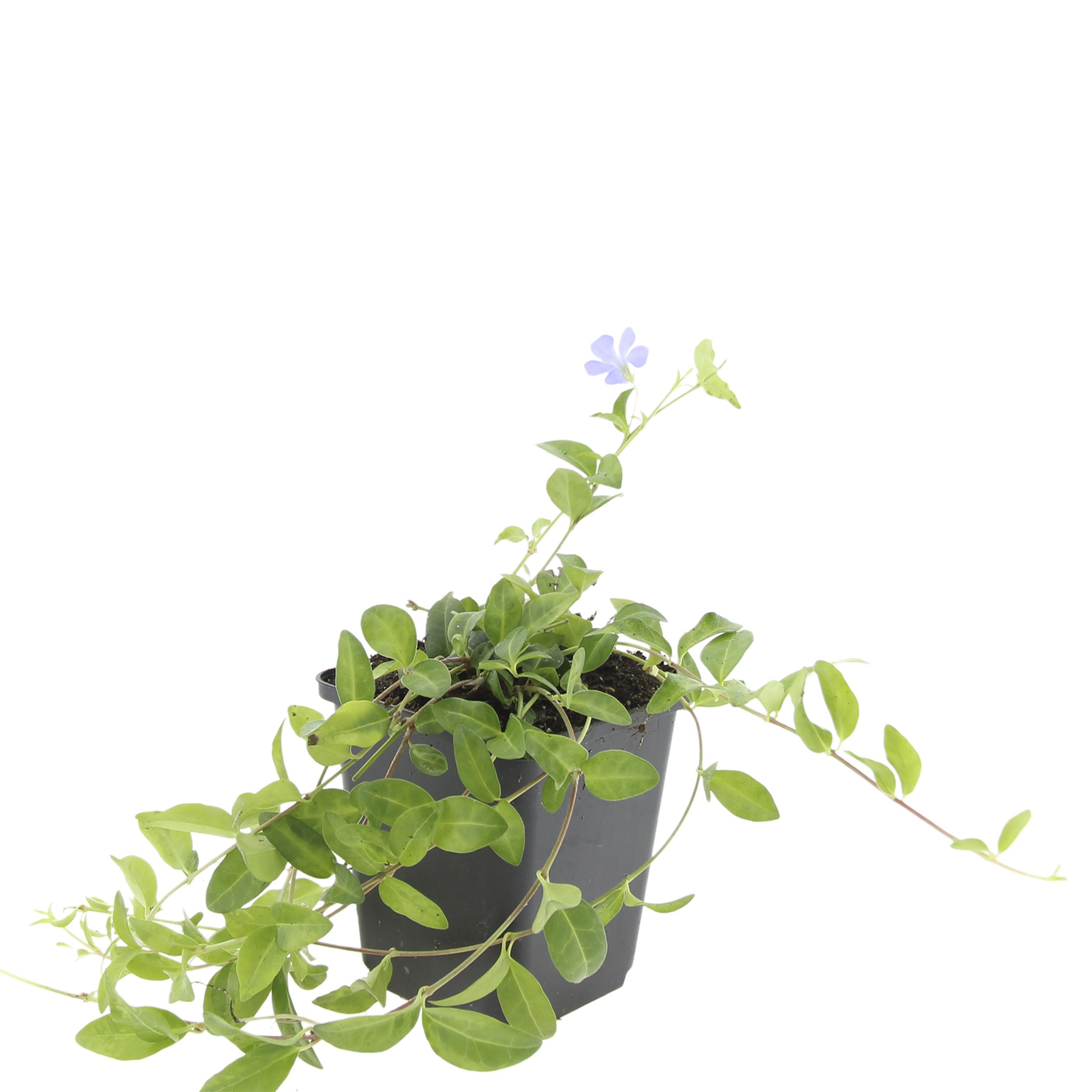 Garden basics 48x Vinca minor 'La Grave' - ↕10-25cm - Ø9cm (50636)