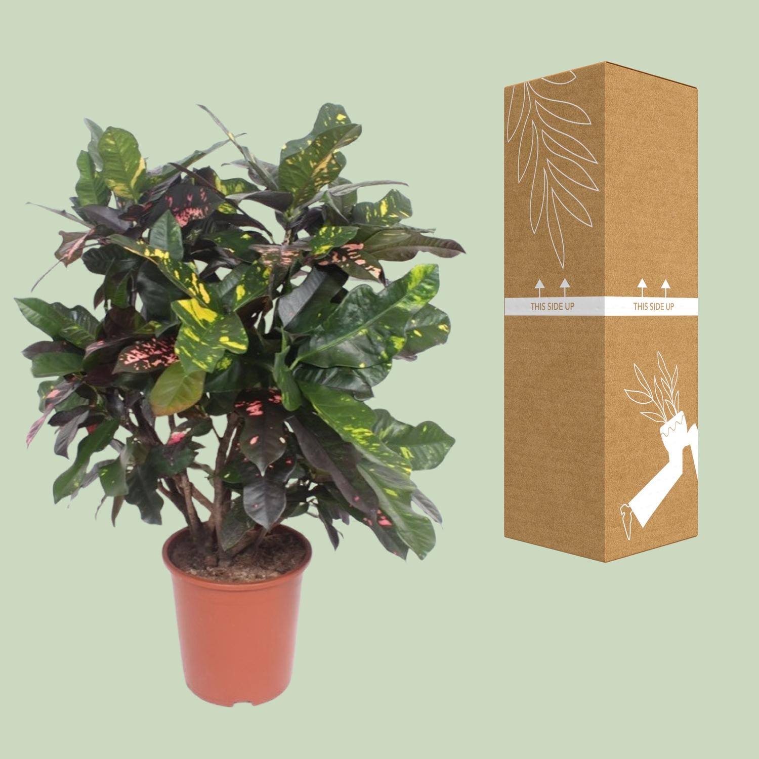 Codiaeum Magnificent (Croton Magnificent) (18238)