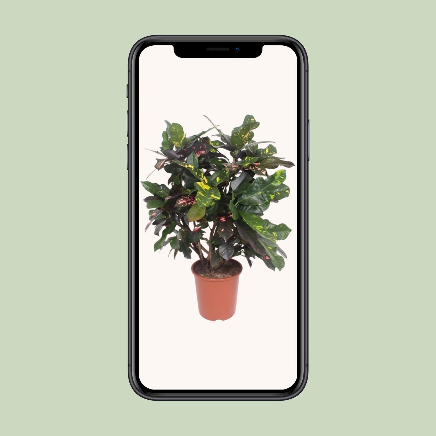 Codiaeum Magnificent (Croton Magnificent) (18238)
