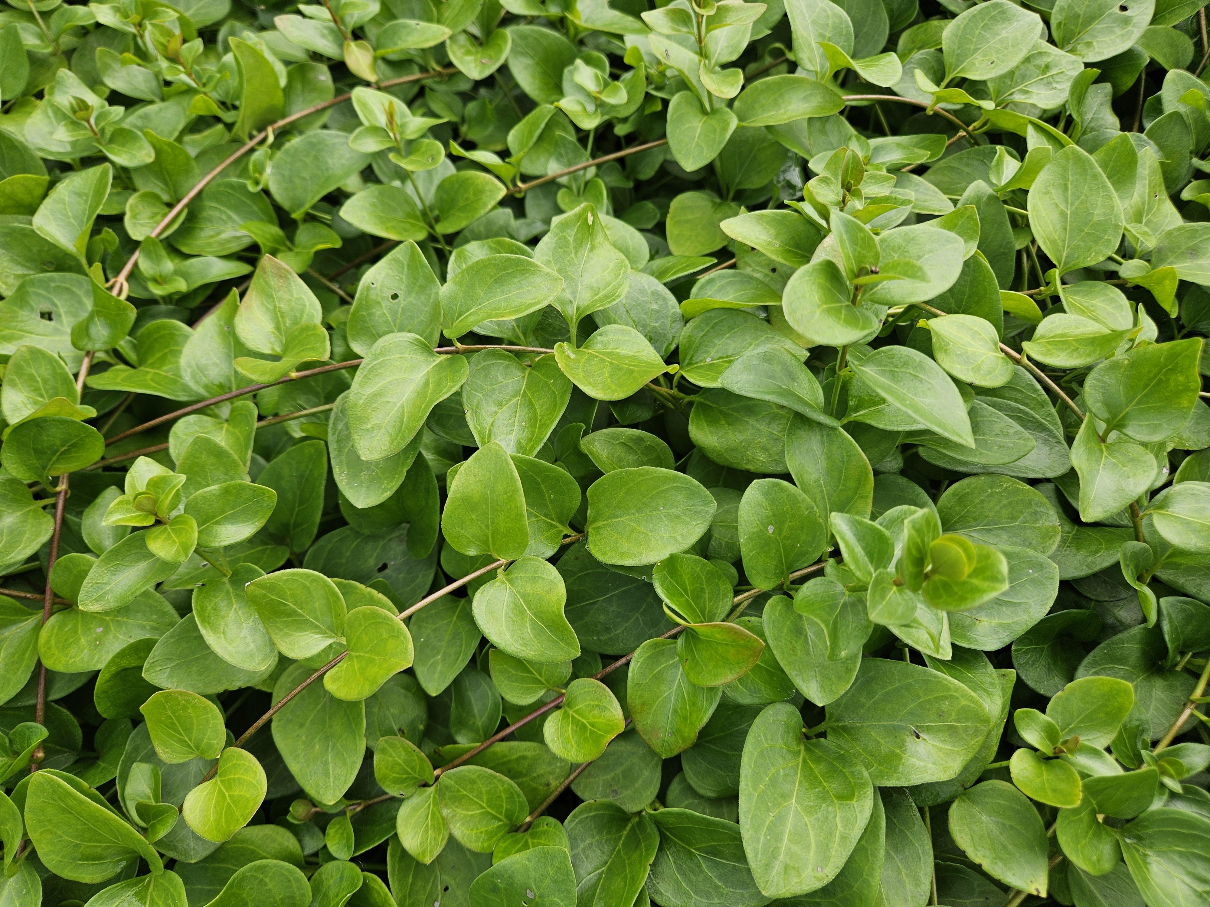 Garden basics 24x Vinca major 'Alba' - ↕10-25cm - Ø9cm (50606)
