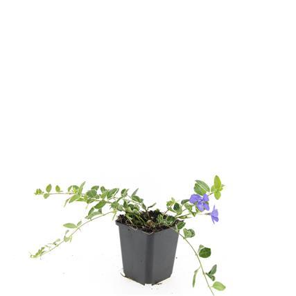 Garden basics 48x Vinca minor 'Ralph Shugert' - ↕10-25cm - Ø9cm (50638)