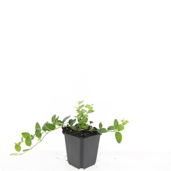 Garden basics 48x Vinca minor 'Argenteovariegata' - ↕10-25cm - Ø9cm (50628)