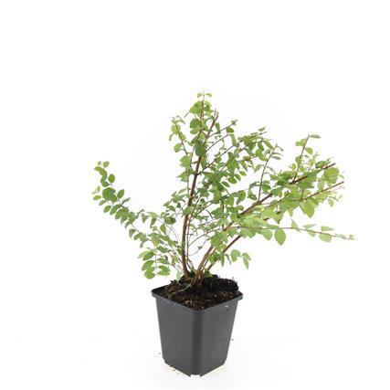 Garden basics 48x Symphoricarpos ch. 'Hancock' - ↕10-25cm - Ø9cm (50603)