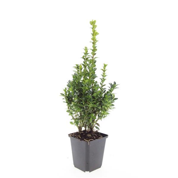 Garden basics 24x Buxus Sempervirens - ↕10-25cm - Ø9cm (50639)