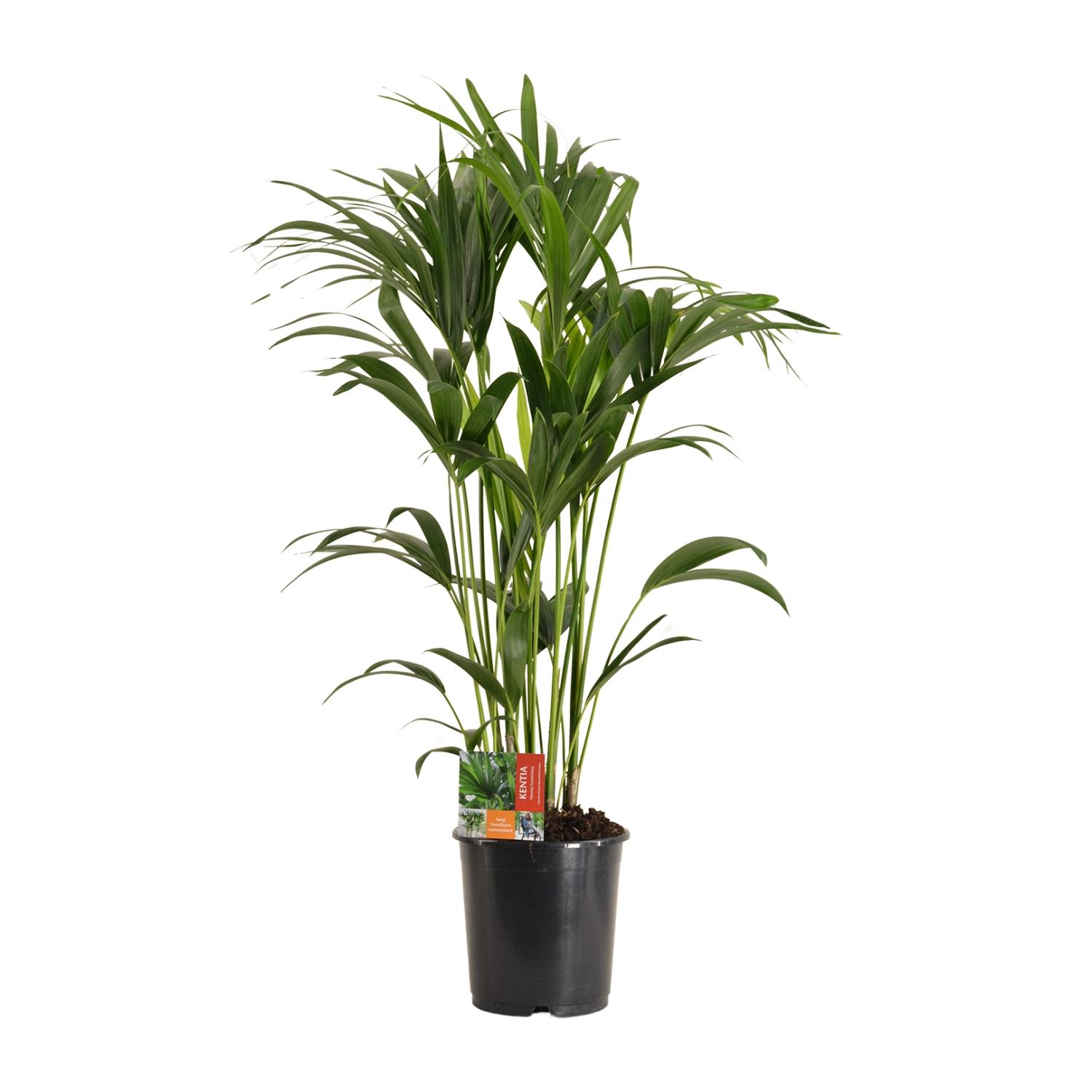 Howea Forsteriana (18057)