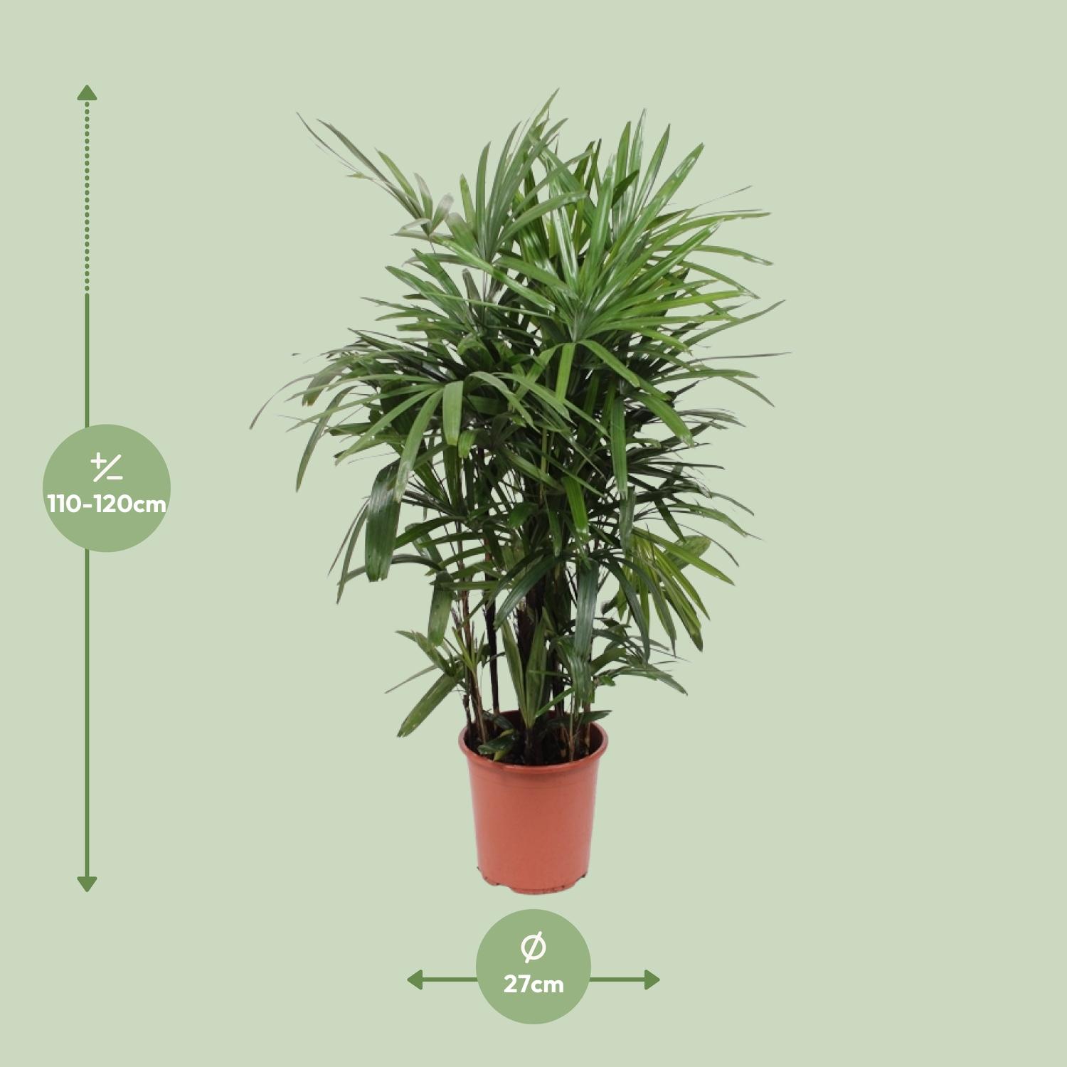 Rhapis Excelsa (10967)