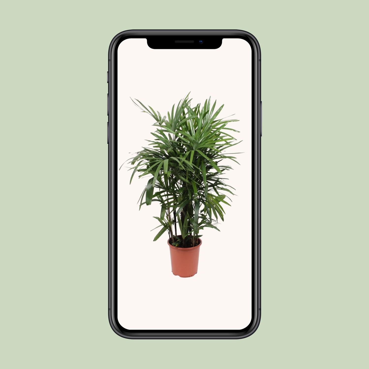 Rhapis Excelsa (10967)