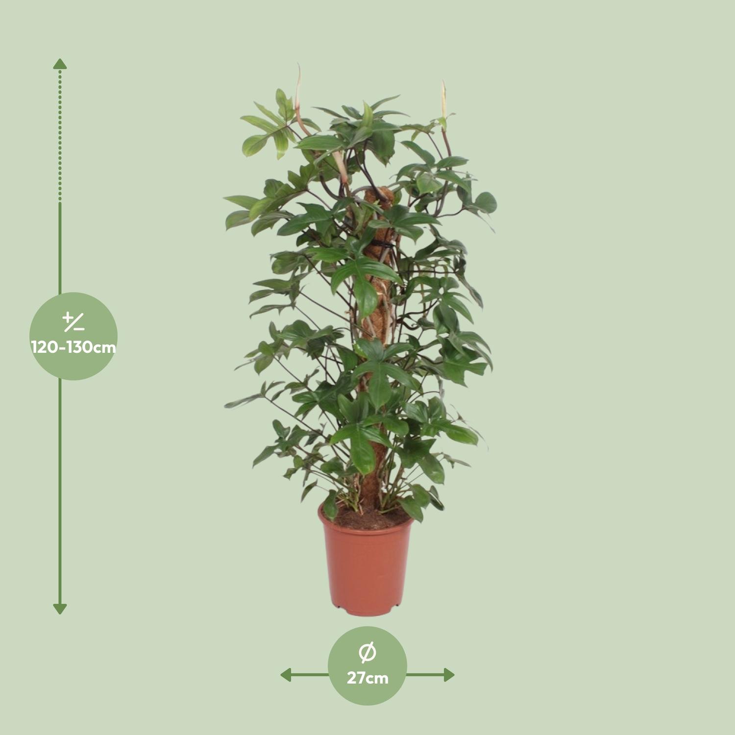 Philodendron Pedatum (11013)