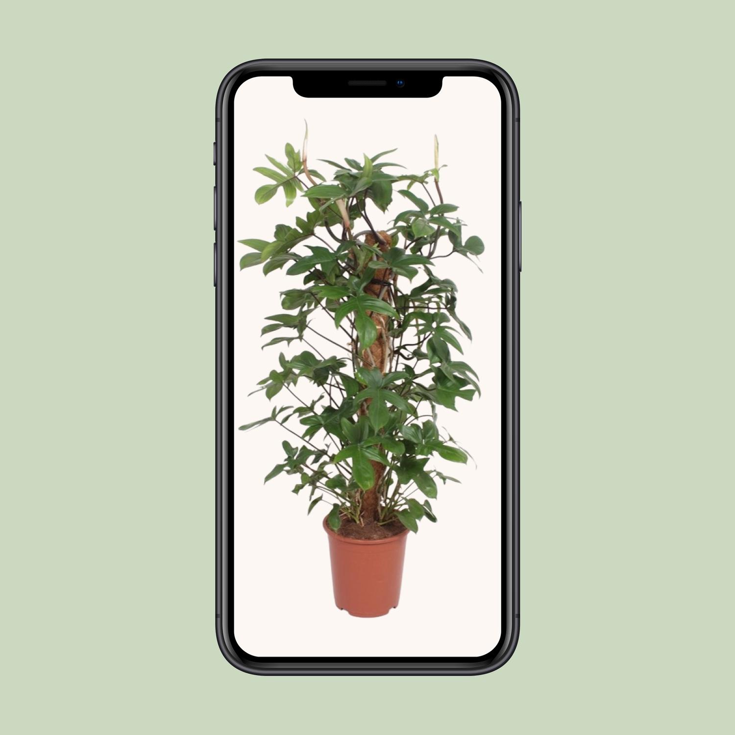 Philodendron Pedatum (11013)