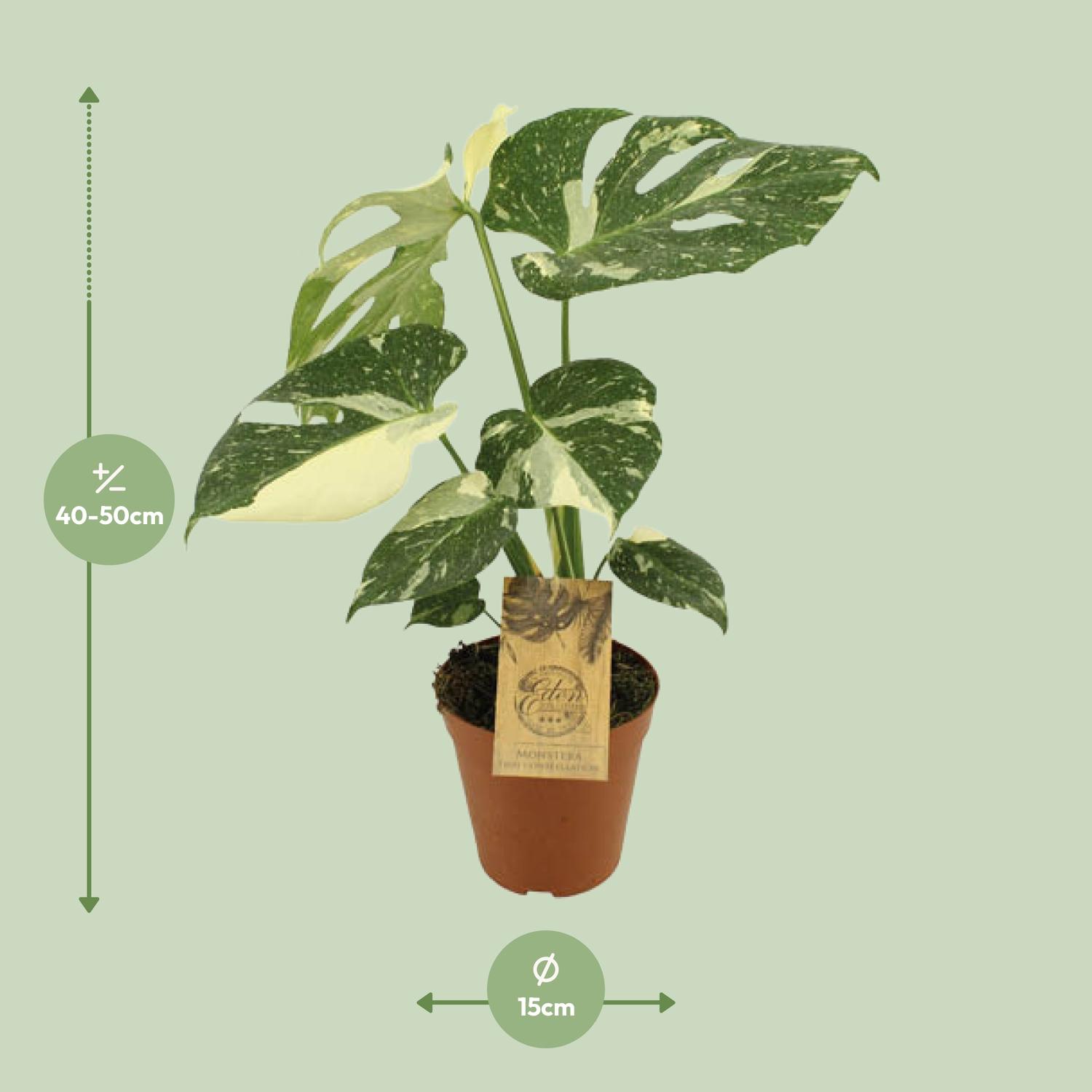 Monstera Thai Constellation (12952)