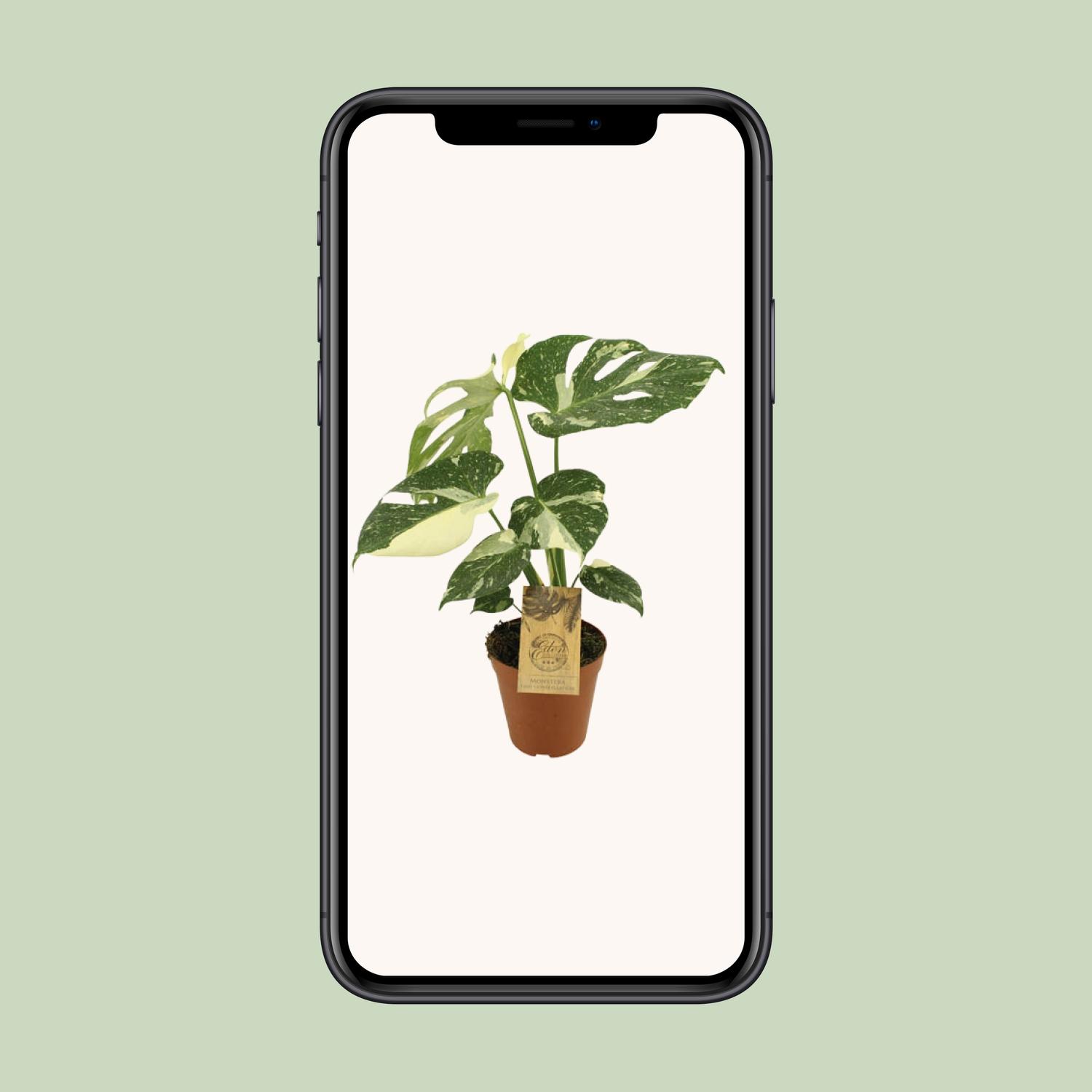 Monstera Thai Constellation (12952)