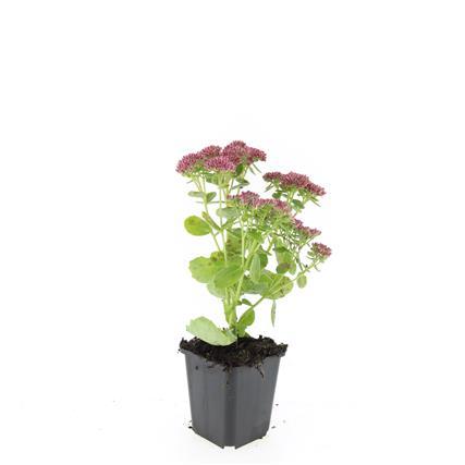 Garden basics 24x Sedum 'Herbstfreude' - ↕10-25cm - Ø9cm (50599)