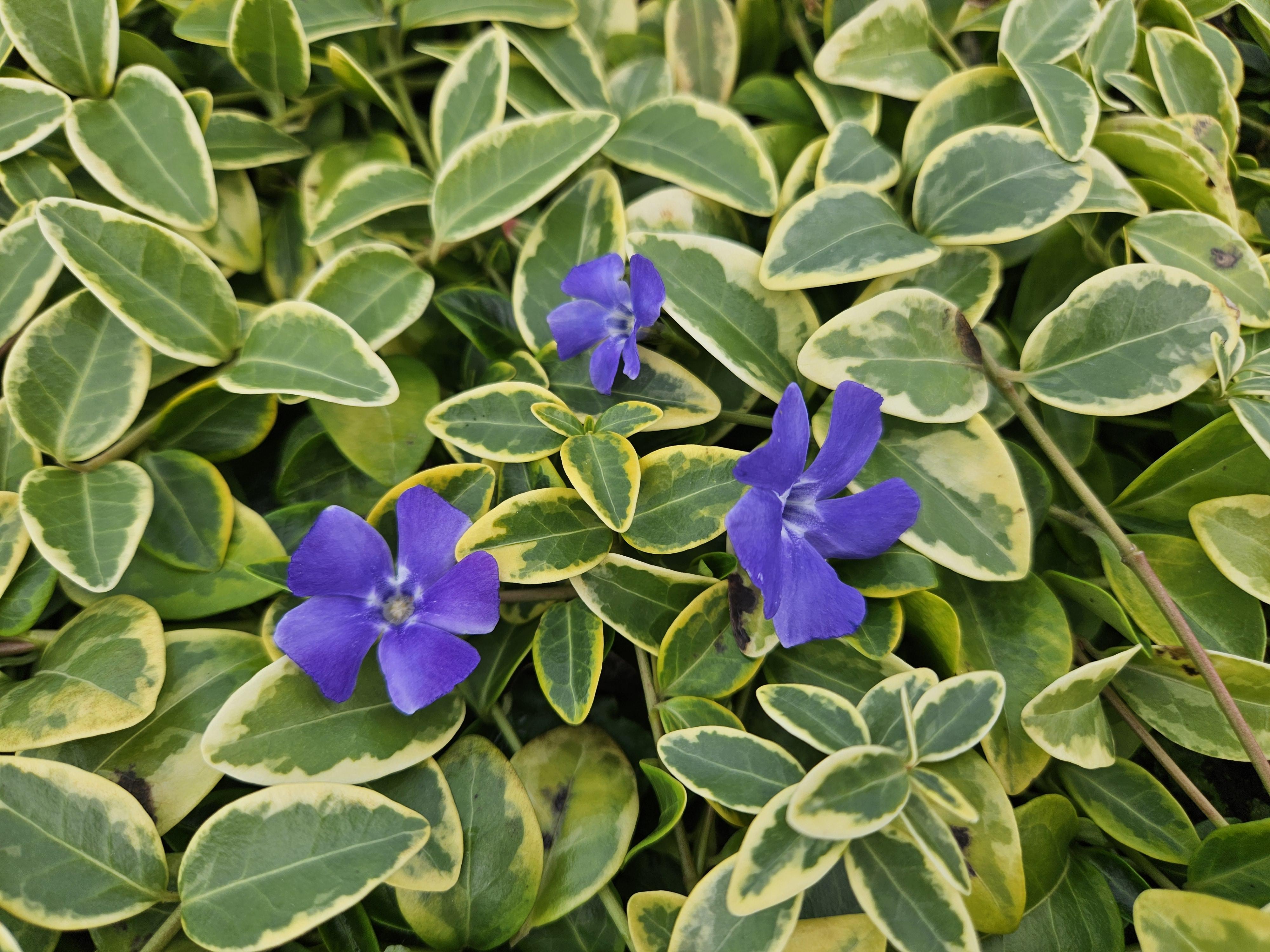 Garden basics 24x Vinca minor 'Aureovariegata' - ↕10-25cm - Ø9cm (50629)