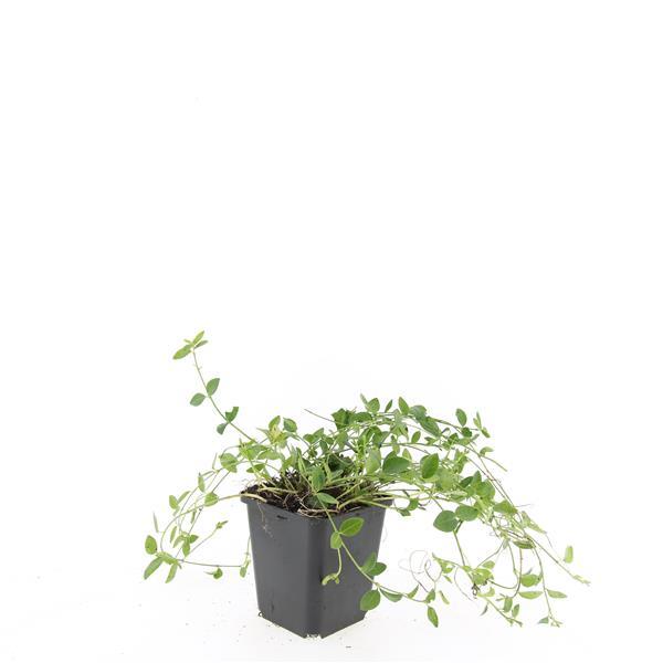 Garden basics 24x Vinca minor 'Gertrude Jekyll' - ↕10-25cm - Ø9cm (50633)