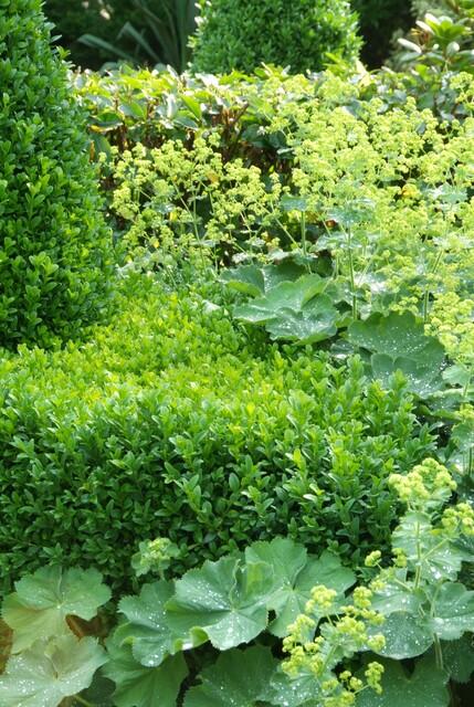 Garden basics 48x Buxus Sempervirens - ↕10-25cm - Ø9cm (50640)