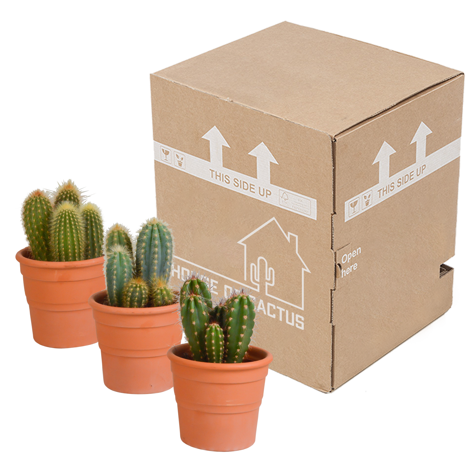 House of cactus Cereus mix 10,5cm - 3x - in terracotta pot (8720387961436)