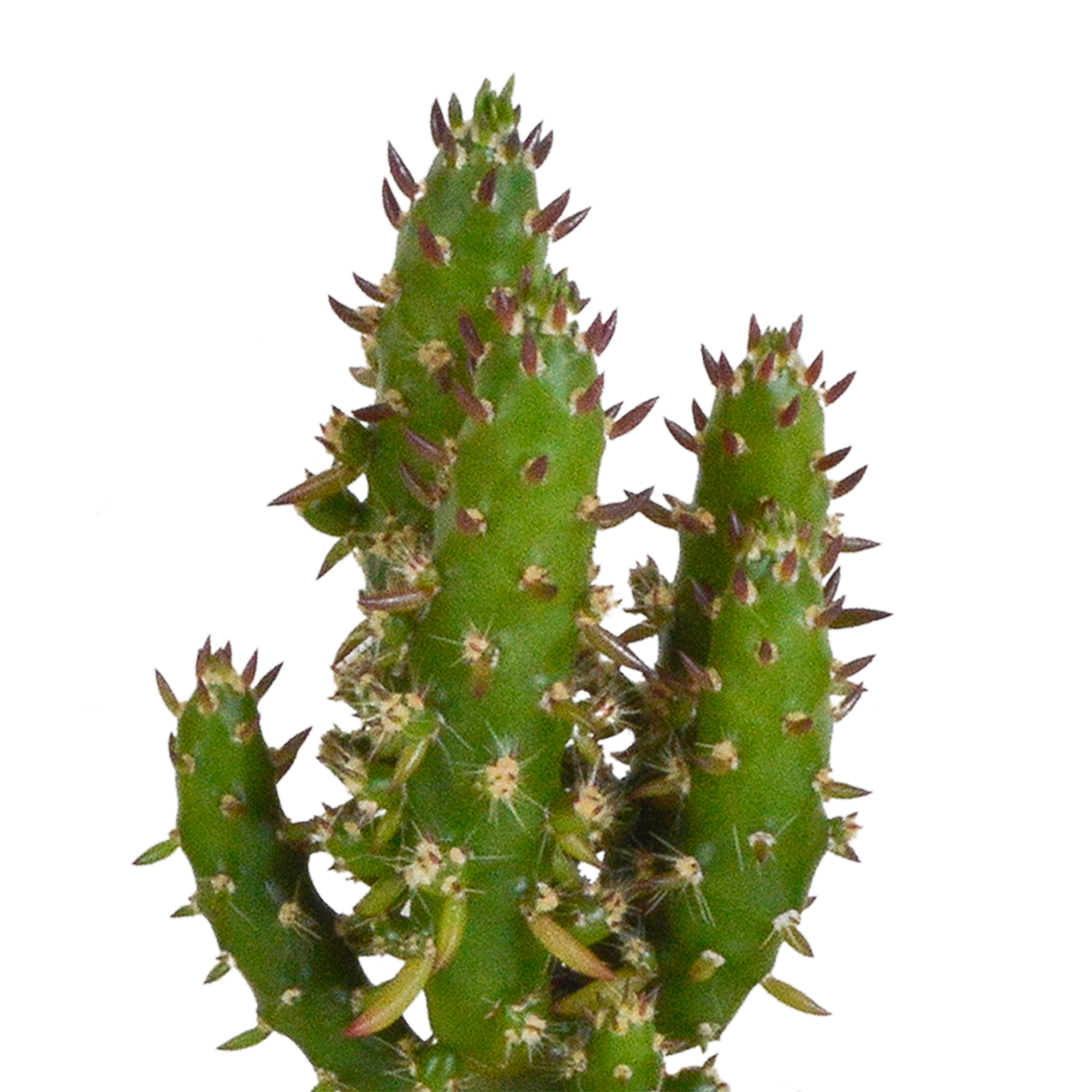 House of cactus Cactus en vetplanten mix 5.5 cm | 15 stuks - in Mexicaanse pot (8720387961160)