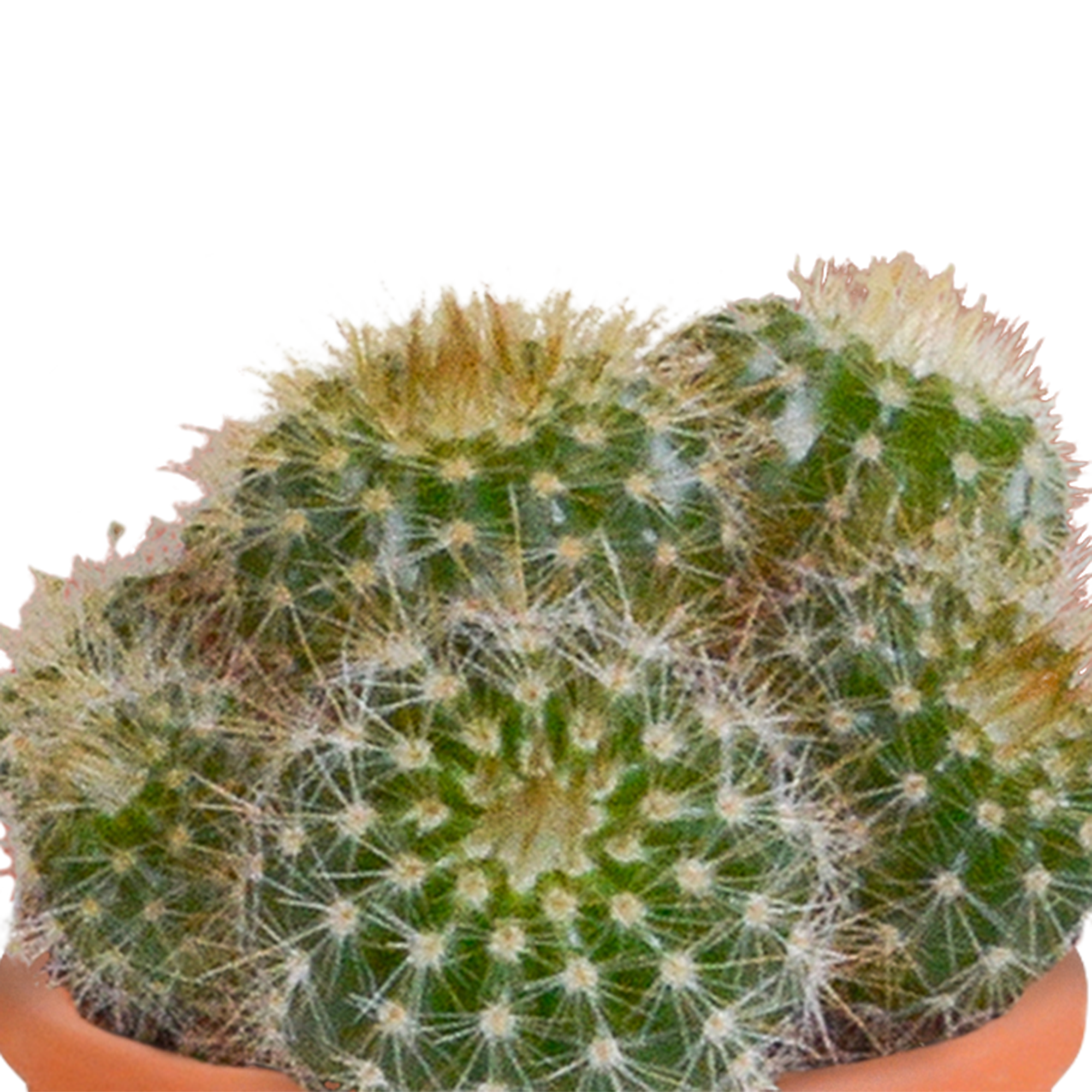 House of cactus Cactus en vetplanten mix 5.5 cm | 15 stuks - in Mexicaanse pot (8720387961160)