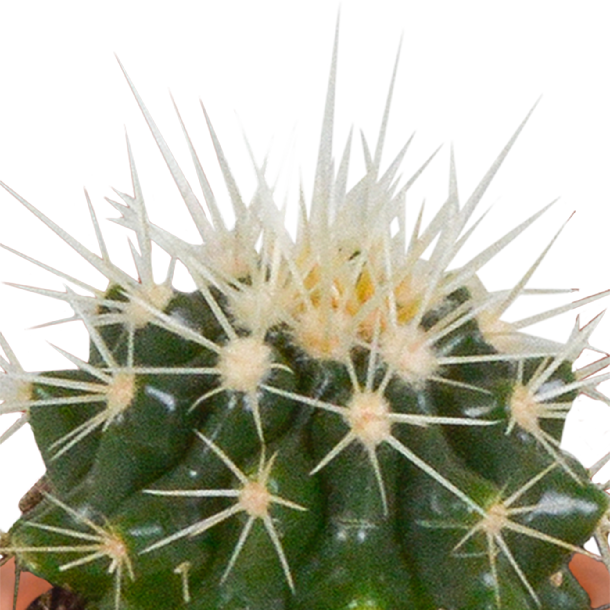 House of cactus Cactus en vetplanten mix 5.5 cm | 15 stuks - in Mexicaanse pot (8720387961160)