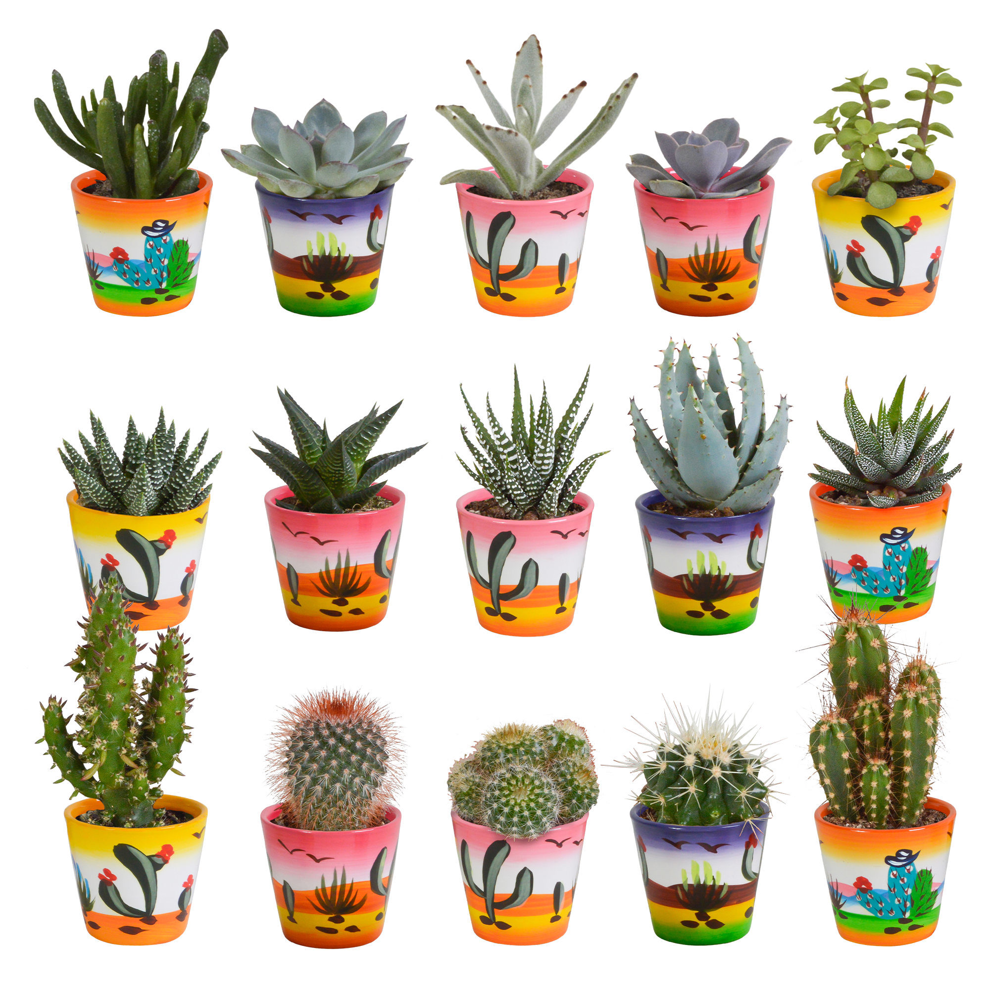 House of cactus Cactus en vetplanten mix 5.5 cm | 15 stuks - in Mexicaanse pot (8720387961160)