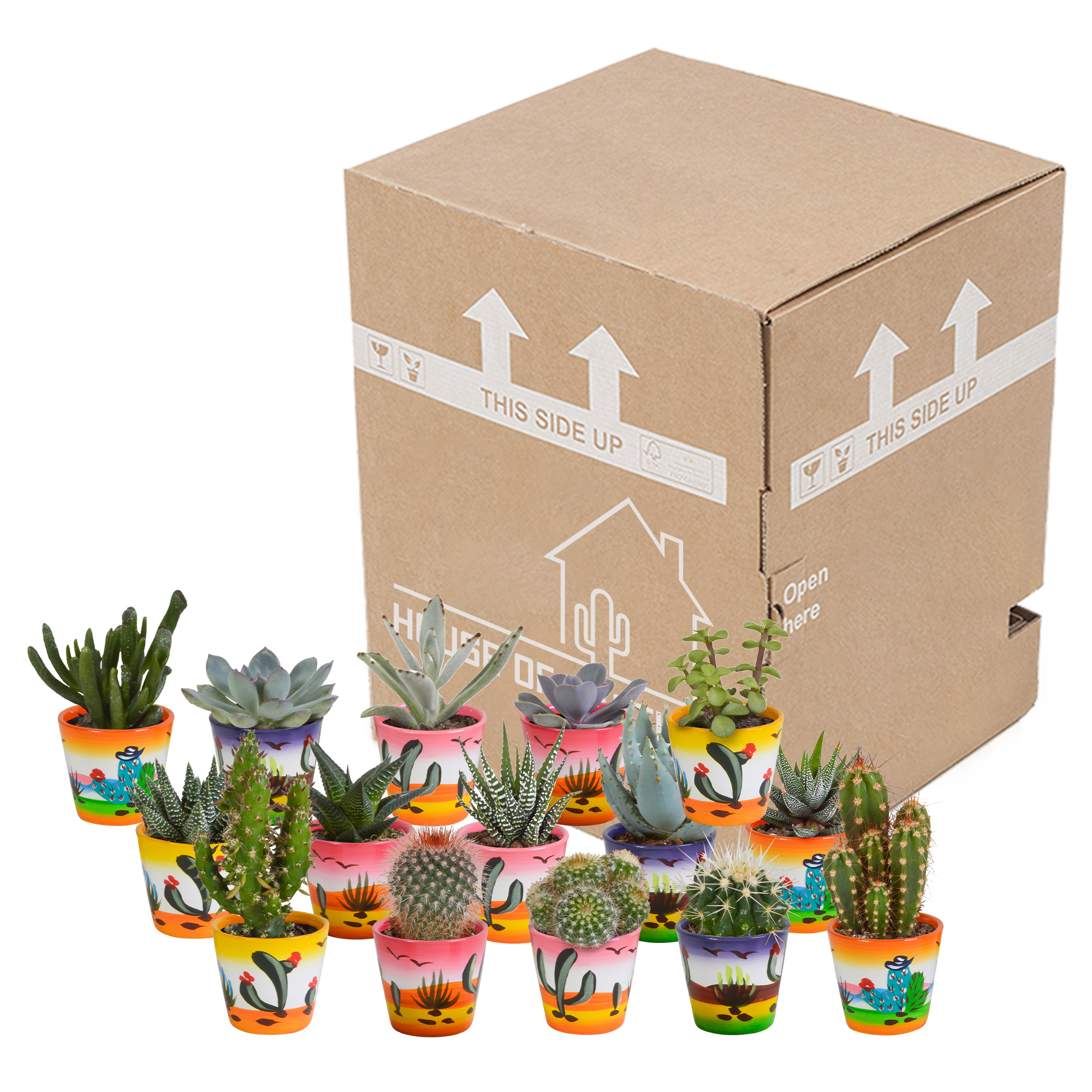 House of cactus Cactus en vetplanten mix 5.5 cm | 15 stuks - in Mexicaanse pot (8720387961160)