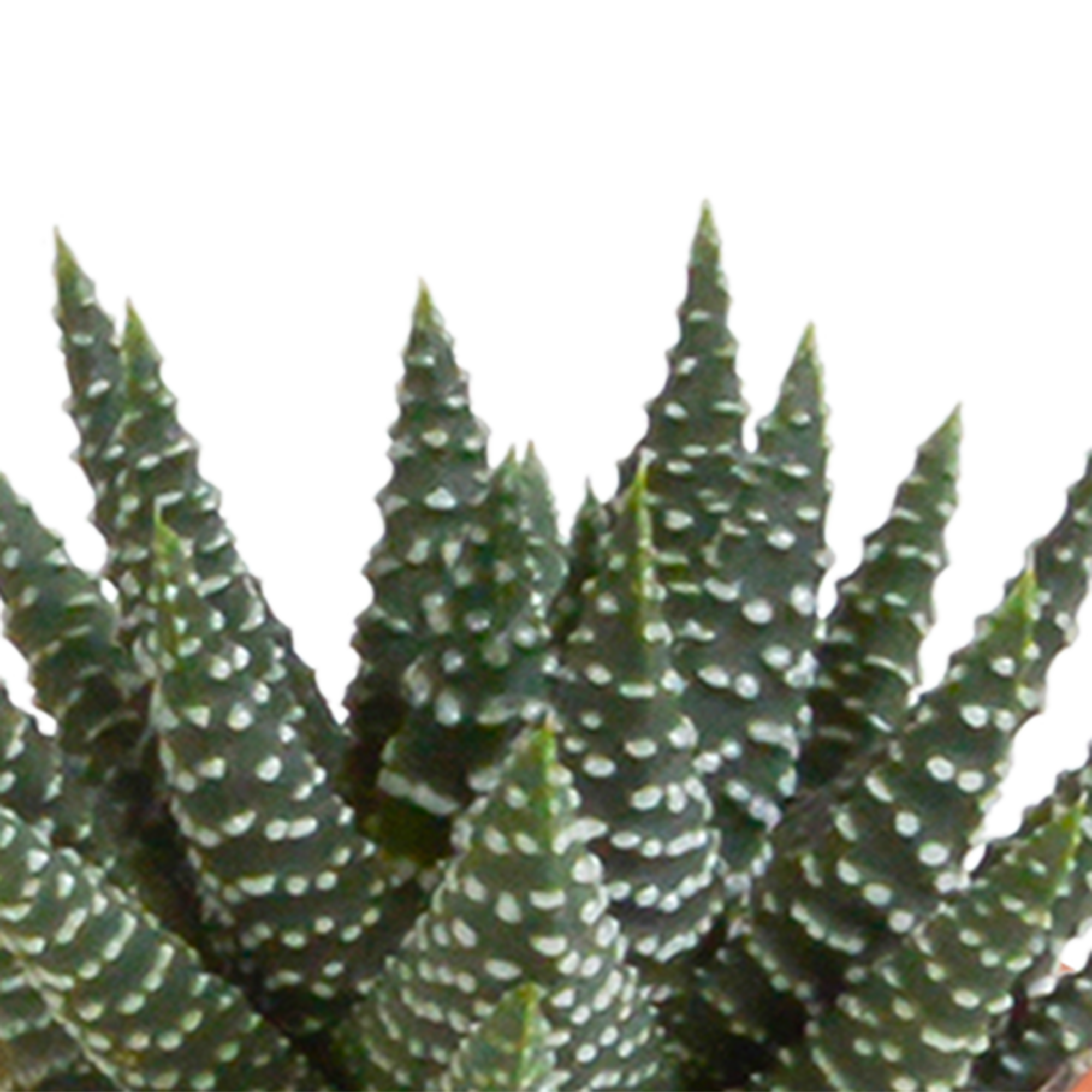 House of cactus Cactus en vetplanten mix 5.5 cm | 15 stuks - in Mexicaanse pot (8720387961160)