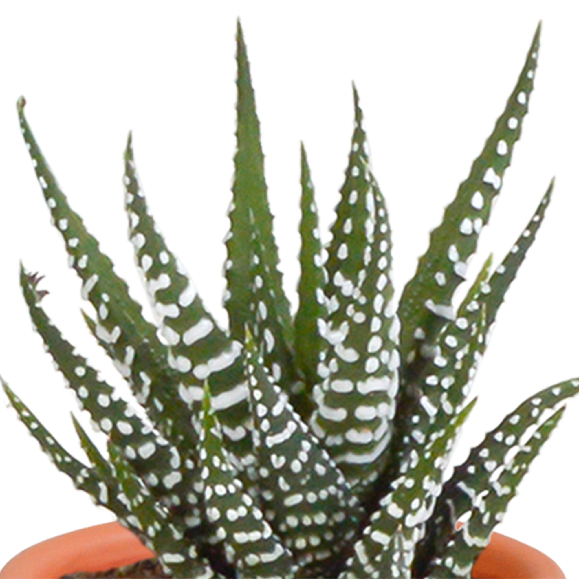 House of cactus Cactus en vetplanten mix 5.5 cm | 15 stuks - in Mexicaanse pot (8720387961160)