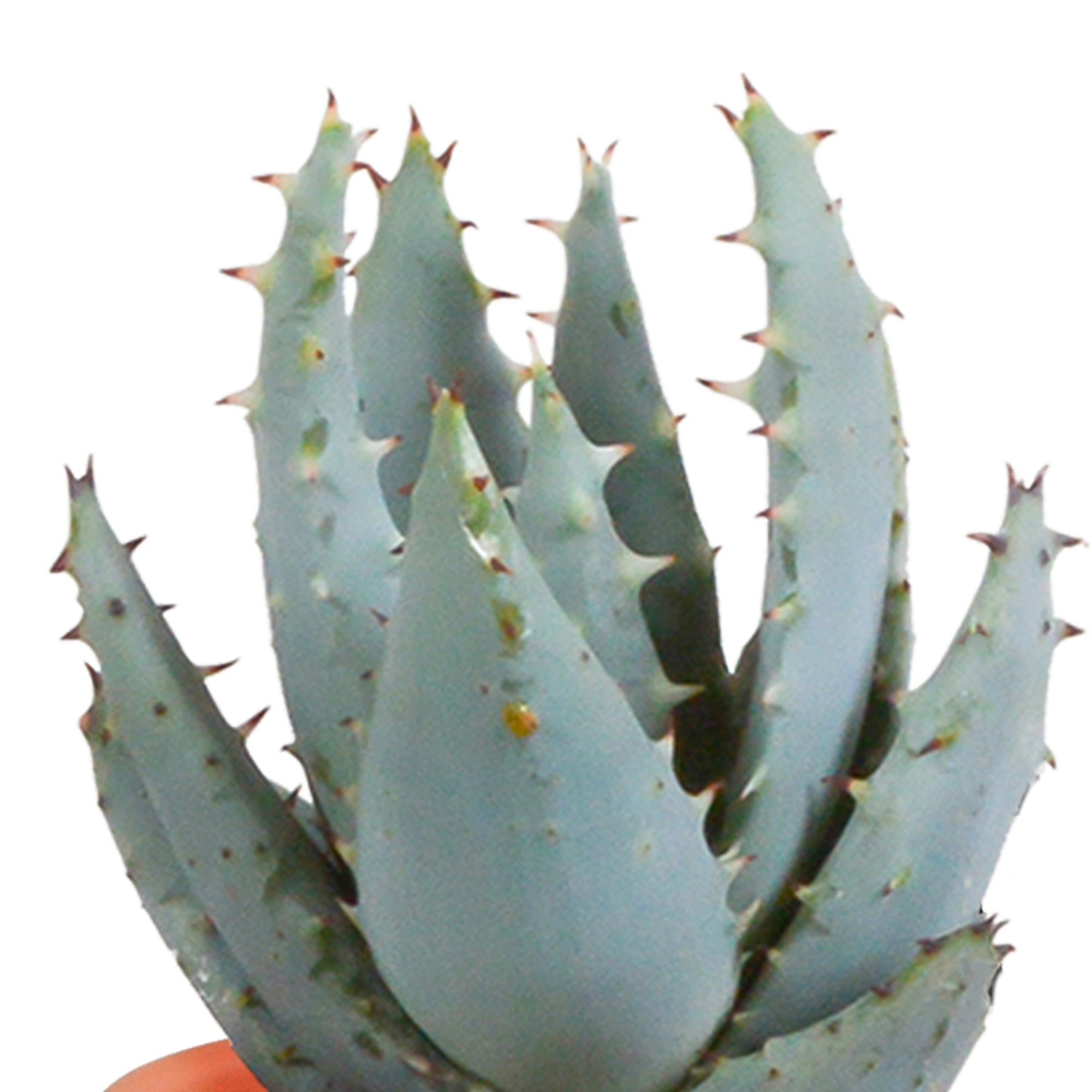 House of cactus Cactus en vetplanten mix 5.5 cm | 15 stuks - in Mexicaanse pot (8720387961160)